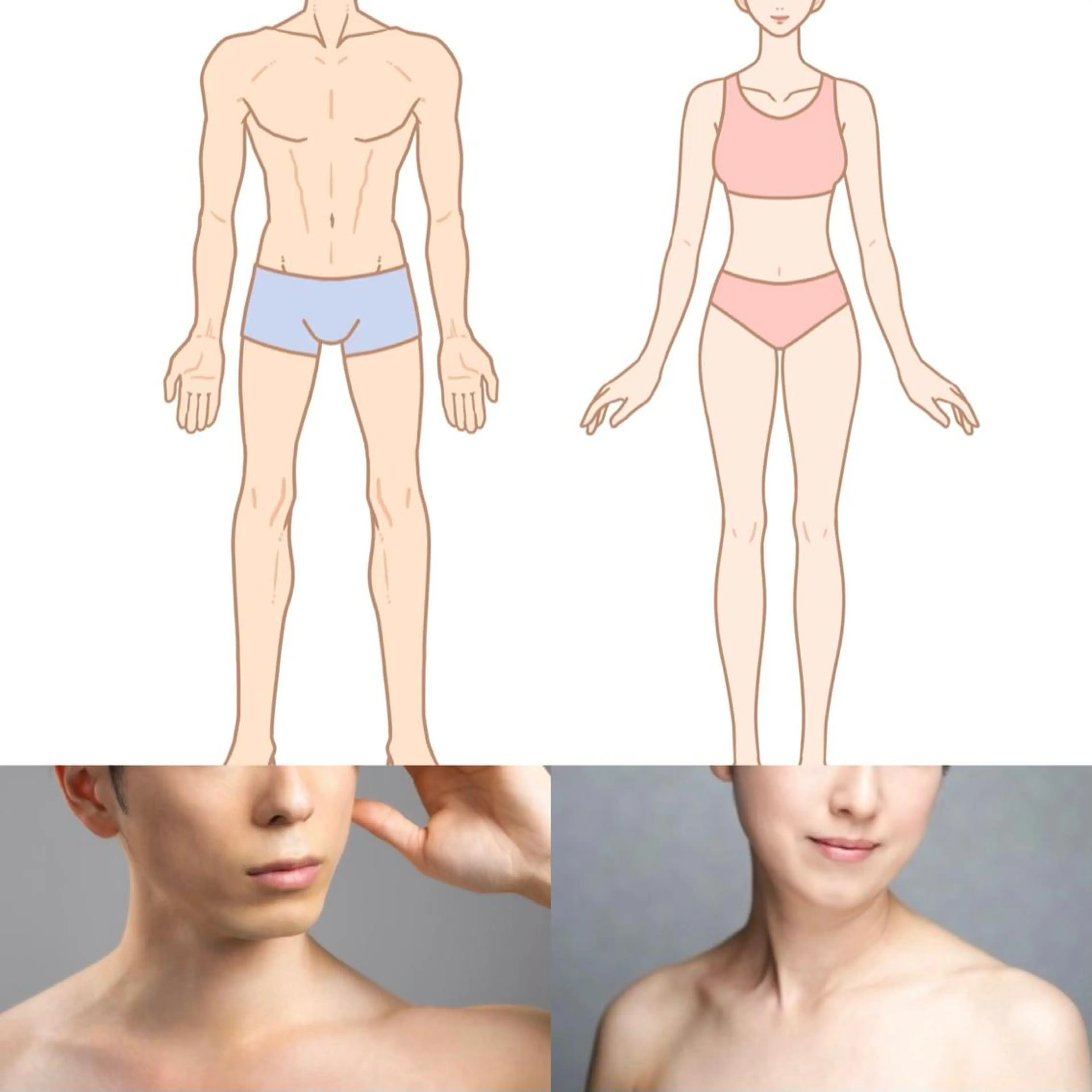 骨格診断セットの写真