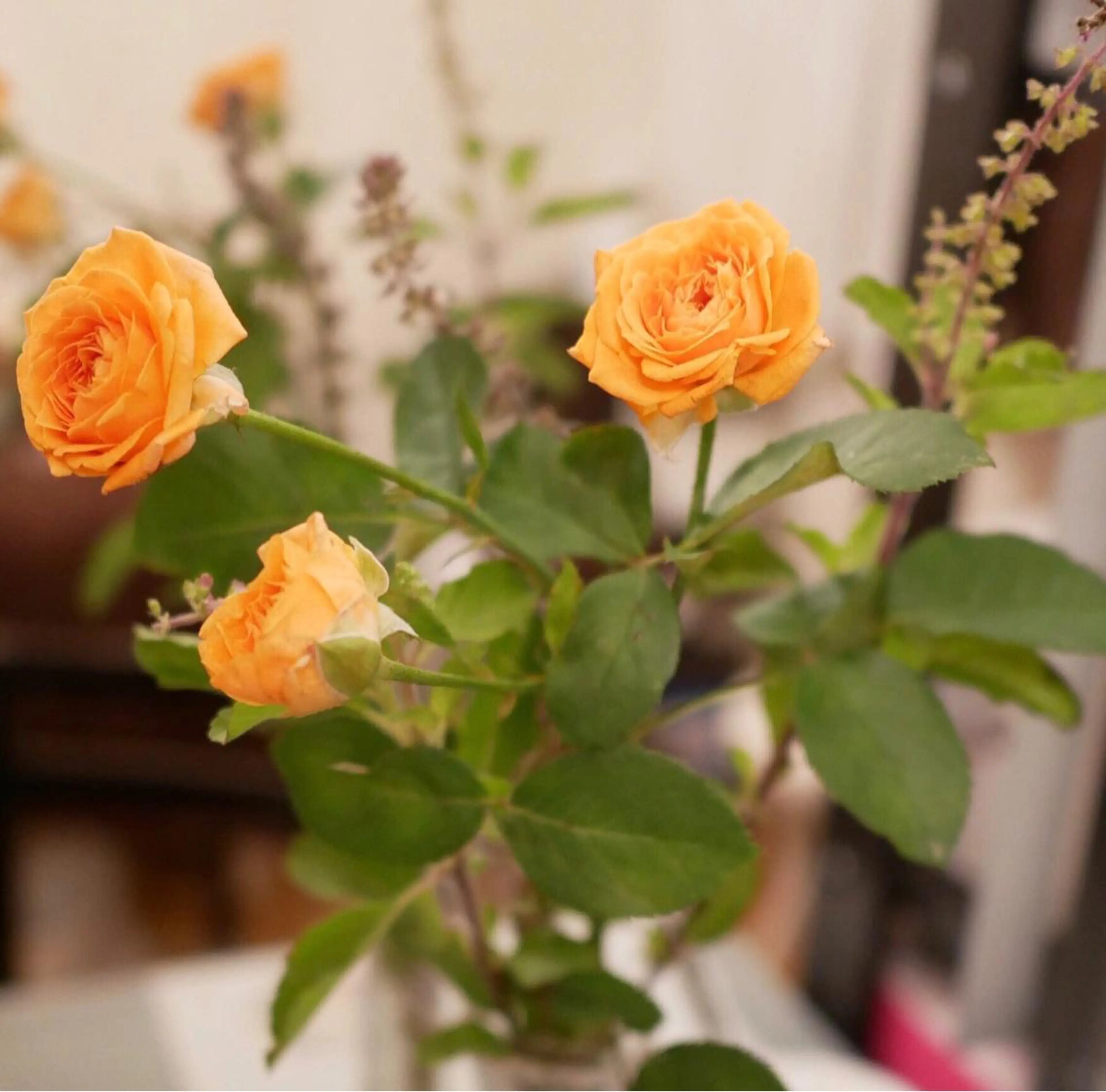 ショート カラー パーマ ネイル マツエク・マツパ ニキビ跡専門サロン Ａｉｎａのエステ・リラクイメージ