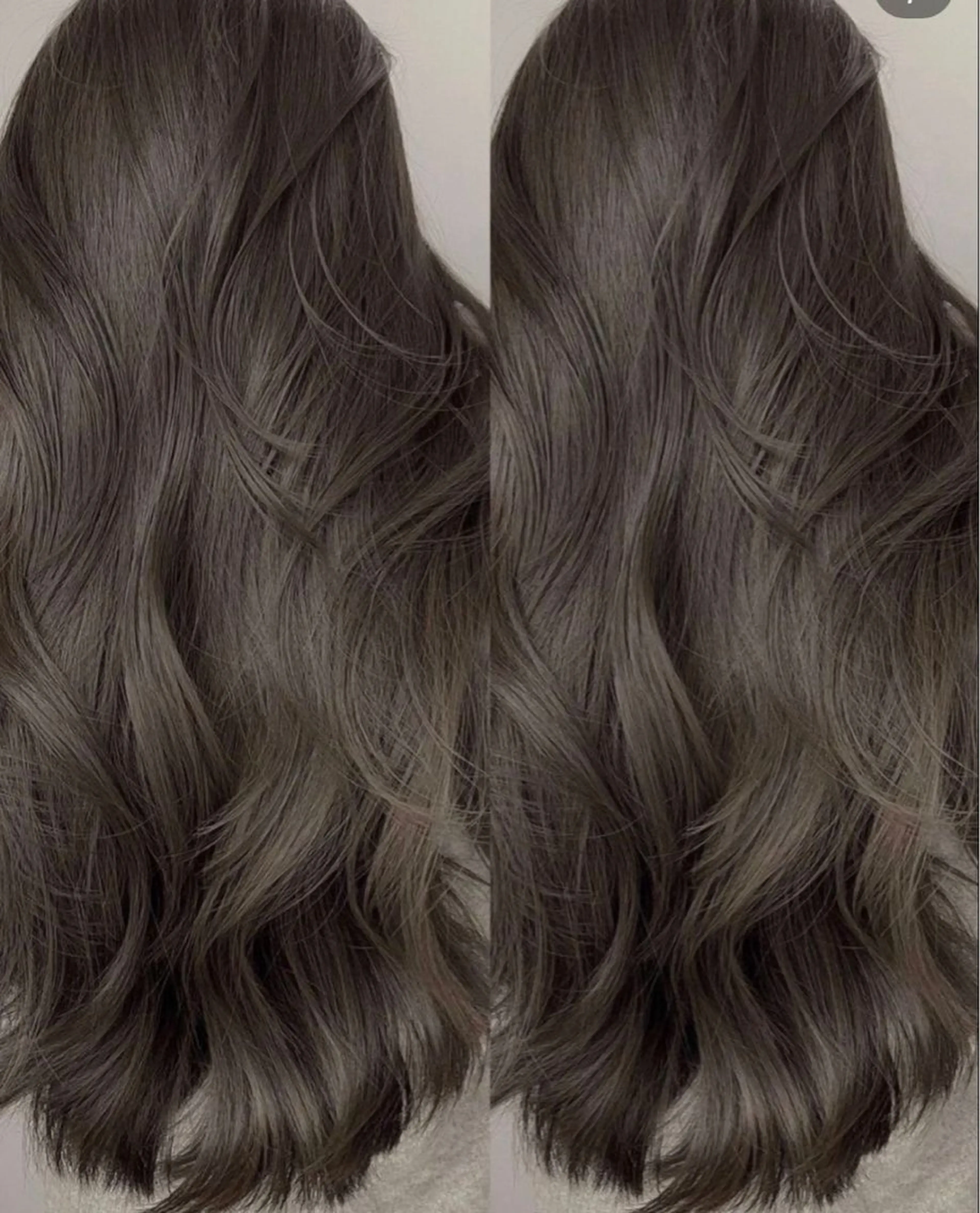 🩶🐩つやつやグレージュカラー🐩🩶の写真