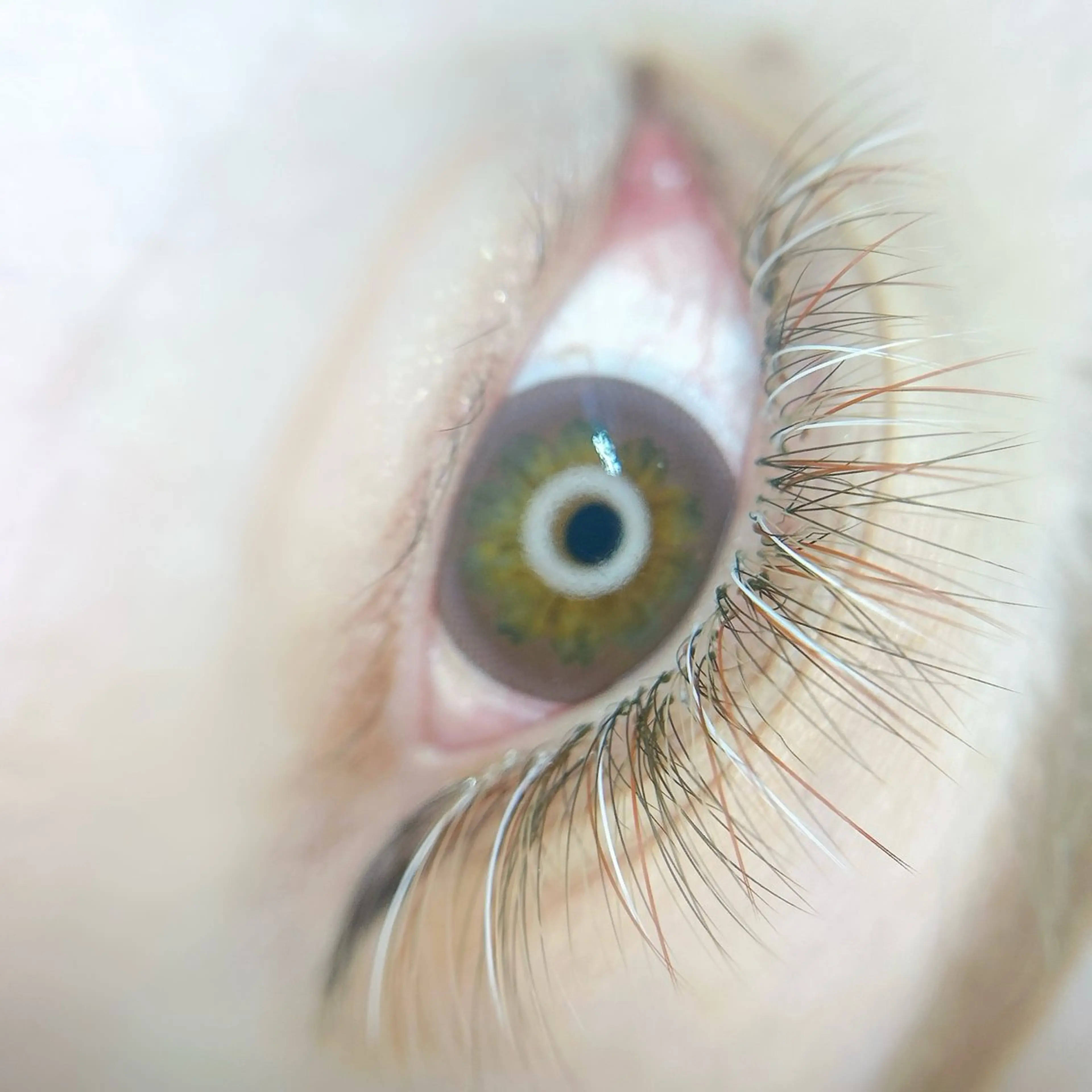 マツエク・マツパ ボリュームラッシュ PETALE ペタルのマツエク・マツパデザイン