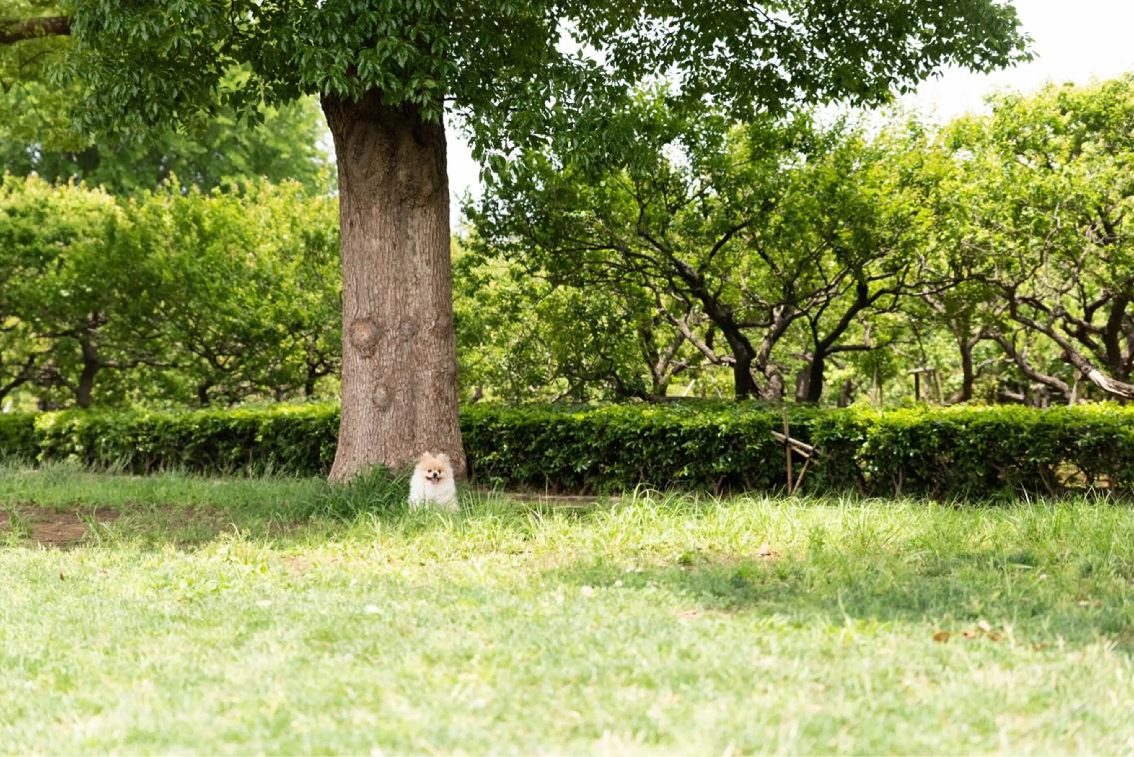 野咲き 美容室のマツエク・マツパデザイン