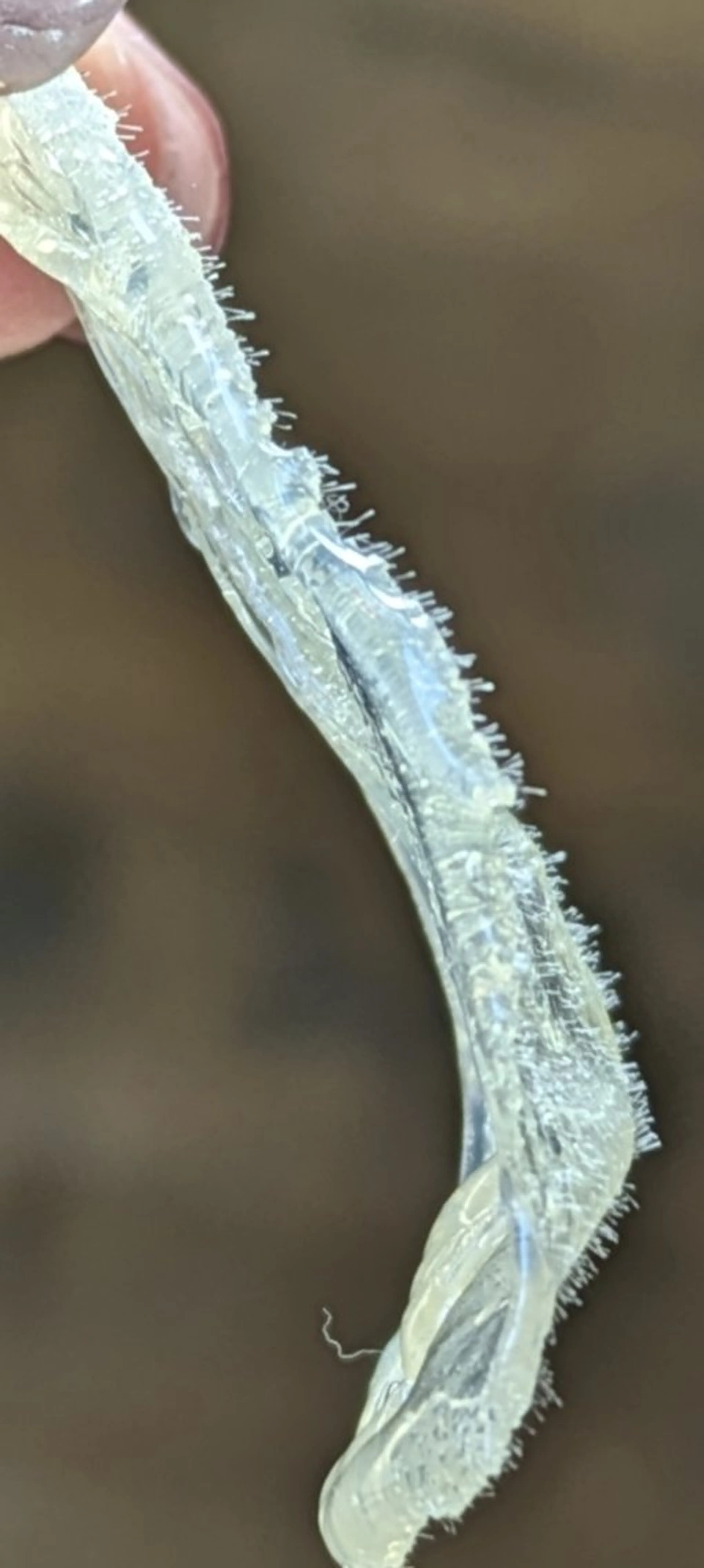 ワックス脱毛  SOLEIL 小玉の眉毛・アイブロウイメージ