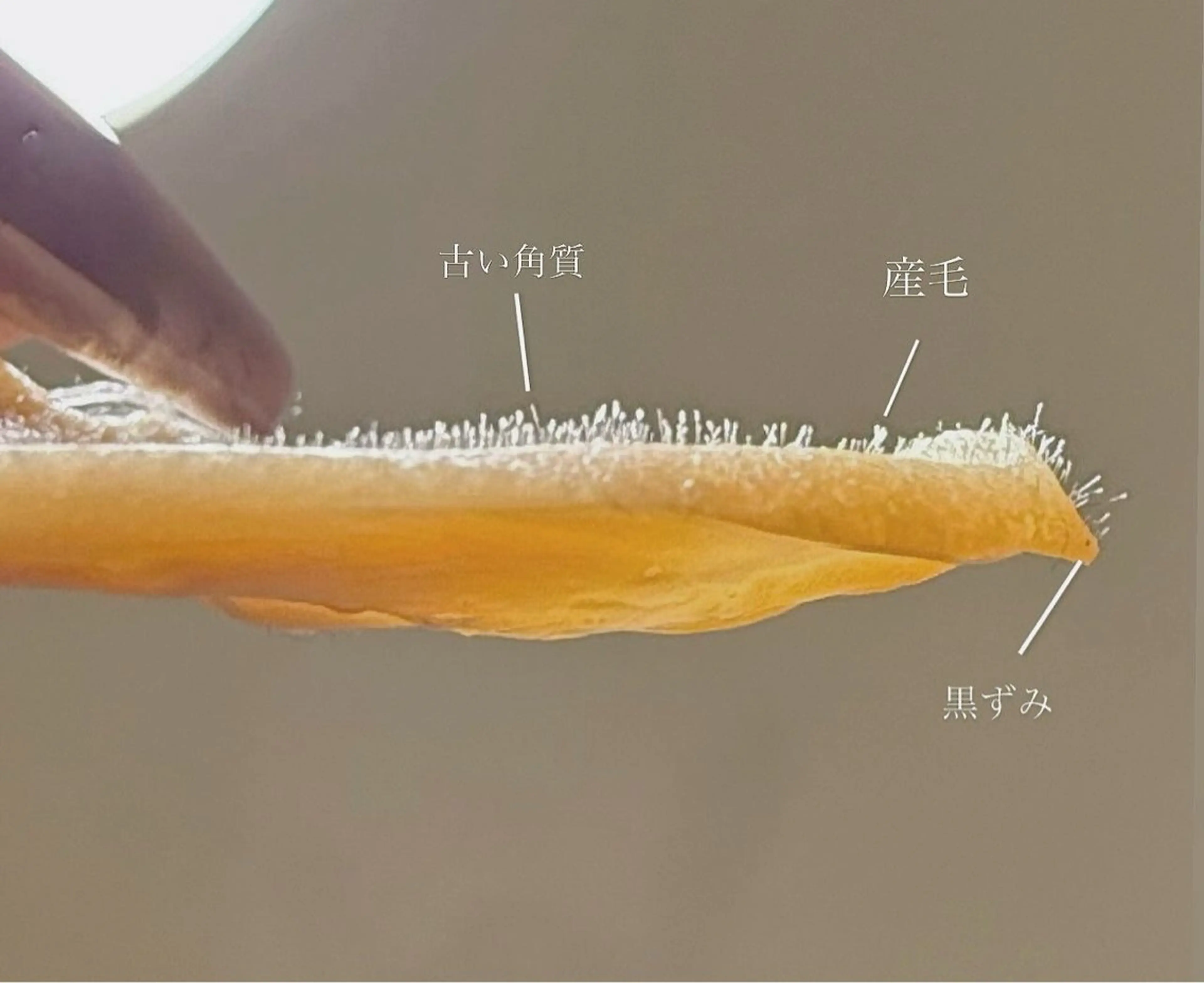 Soome’ ~eye&skin~のマツエク・マツパデザイン