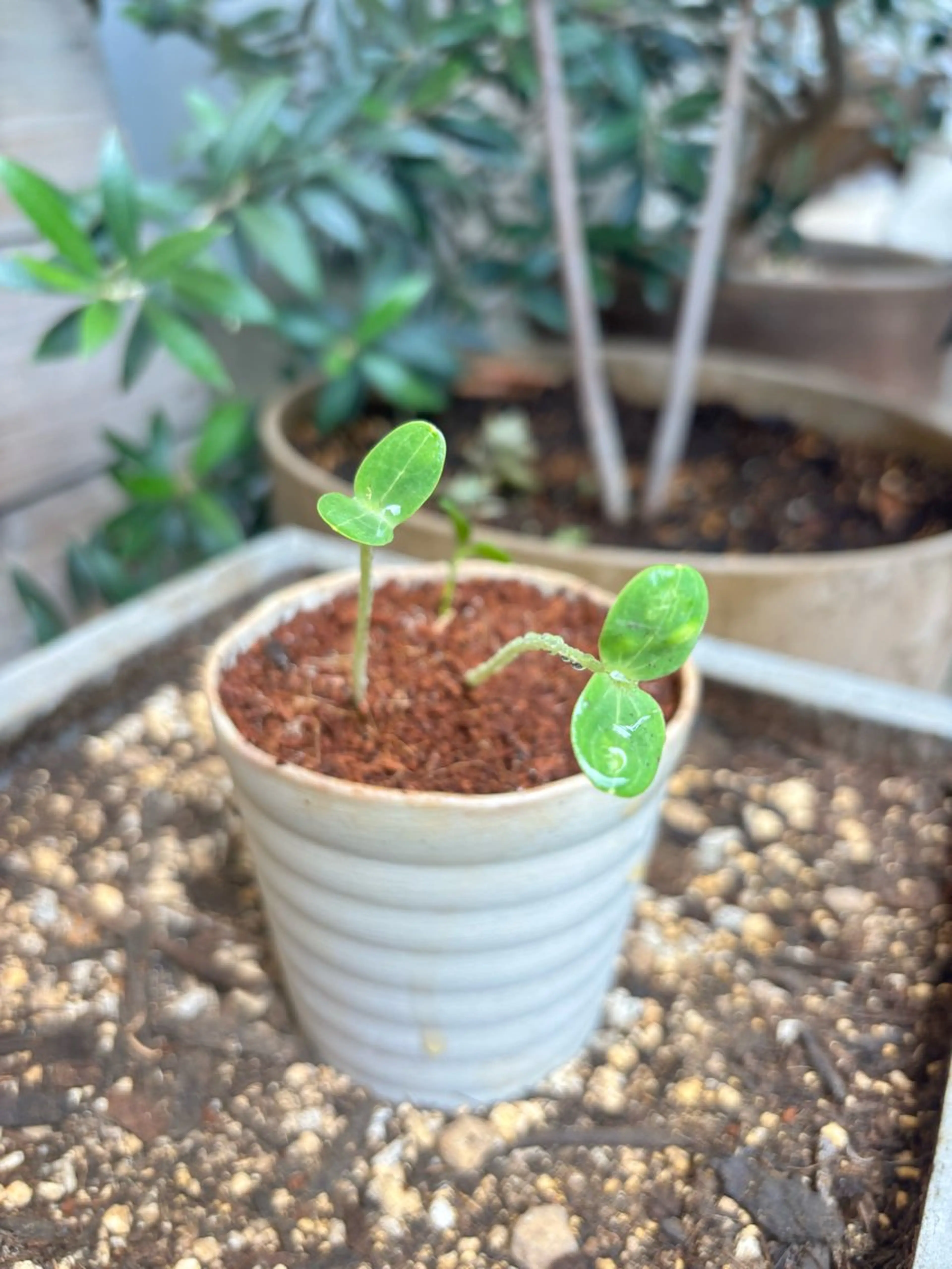 中村 芽衣那のヘアスタイル