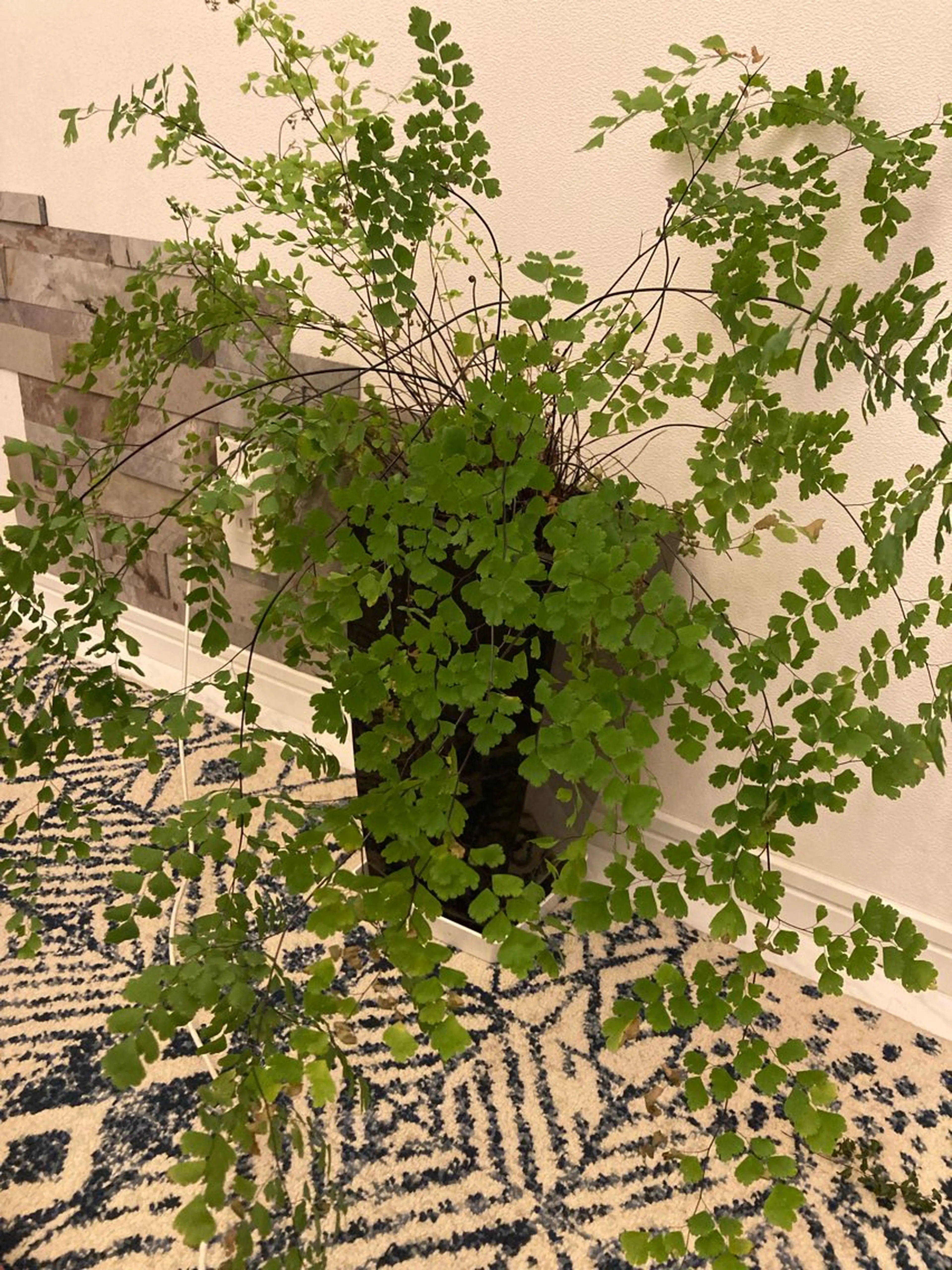 フェイシャルサロン ビアンカガーデンのエステ・リラクイメージ