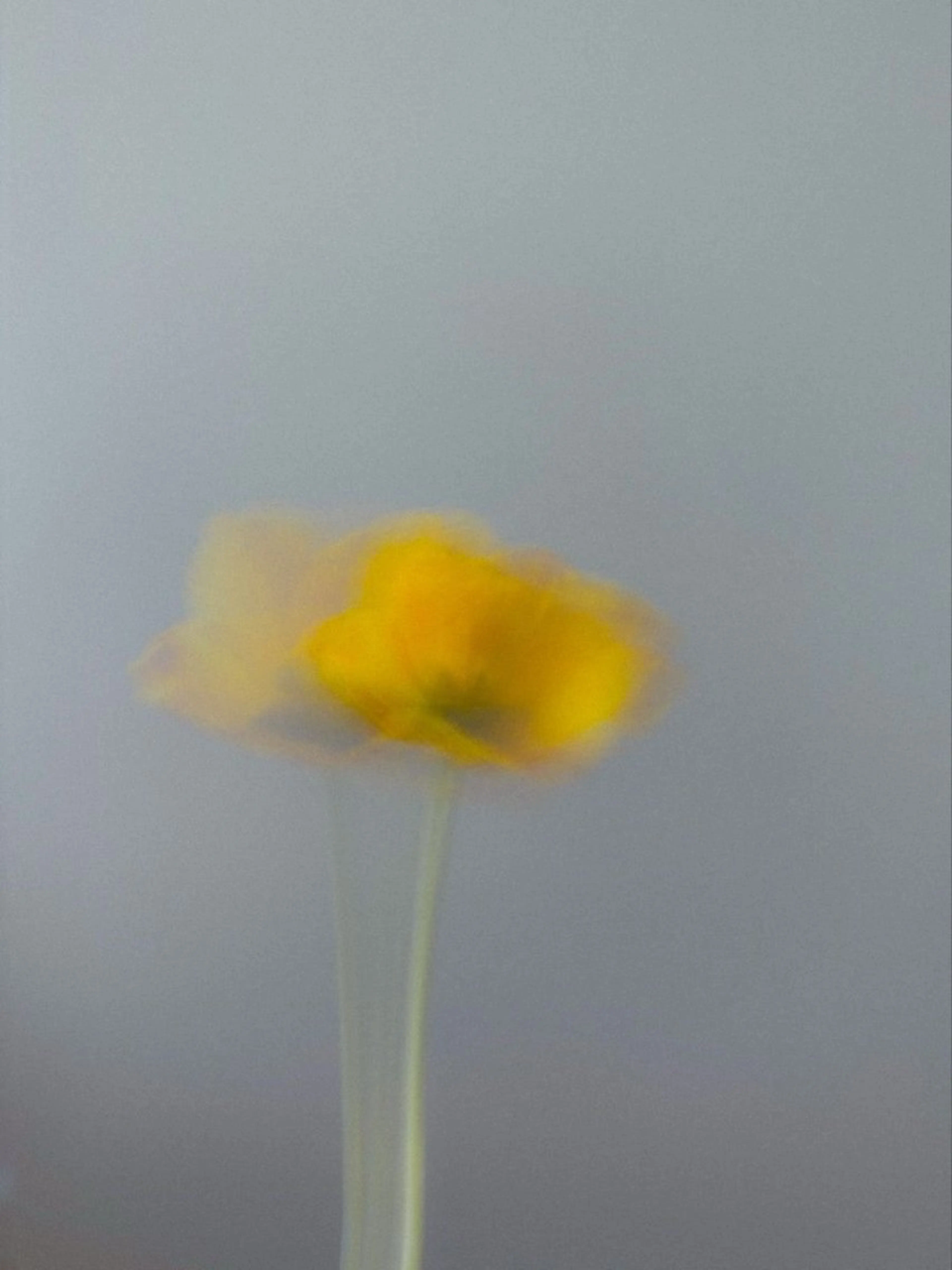 オト/レイヤー/ Wカラー/メンズのヘアスタイル