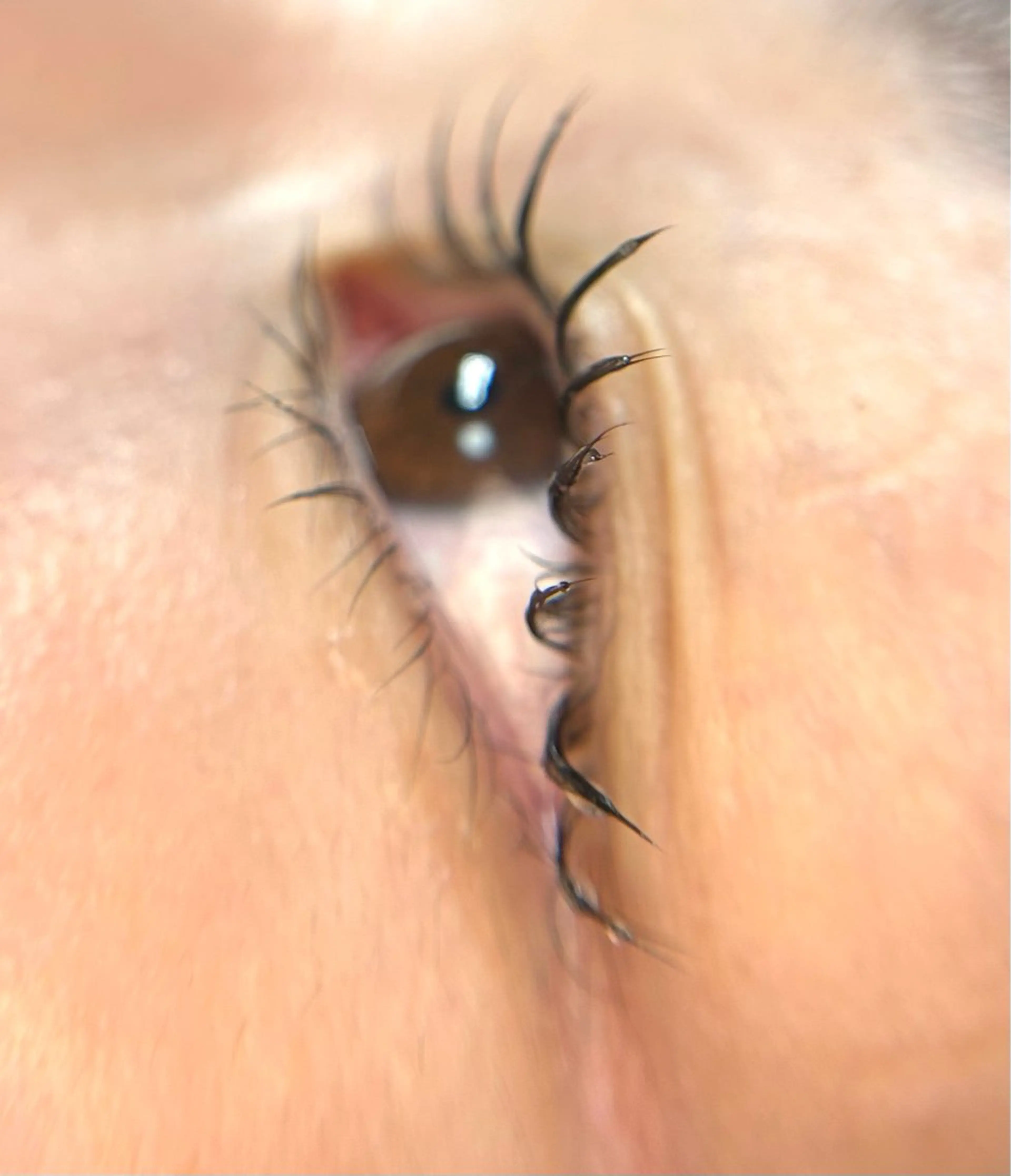 マツエク・マツパ ナチュラル まつげパーマ Lash Lift ＷAＶＥ所属・Lash Lift WAVE🩵の眉毛・アイブロウイメージ