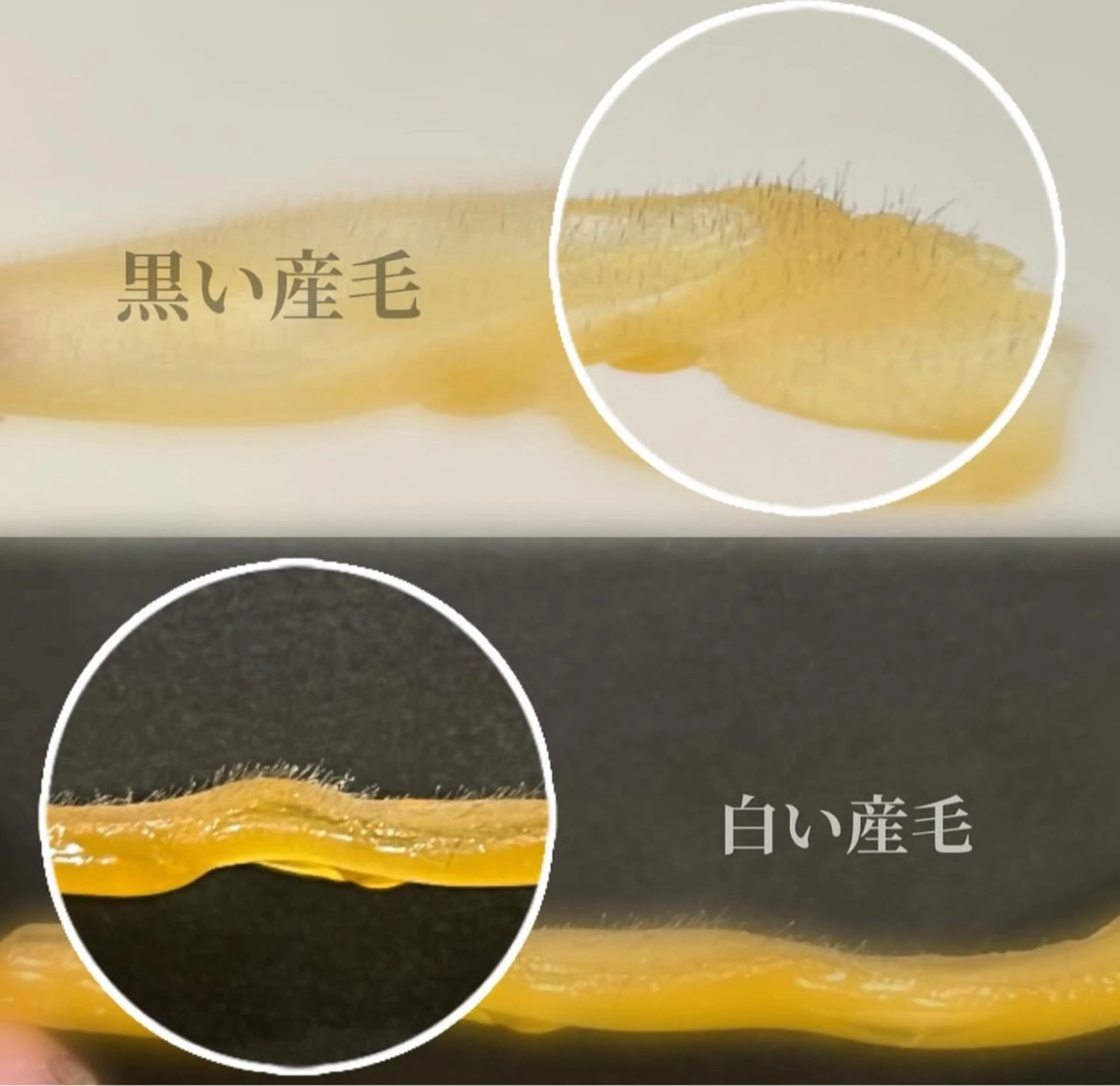 【練習モデル】フェイシャルワックス⚠️注意事項必読⚠️通常¥9,900(30人限定)の写真