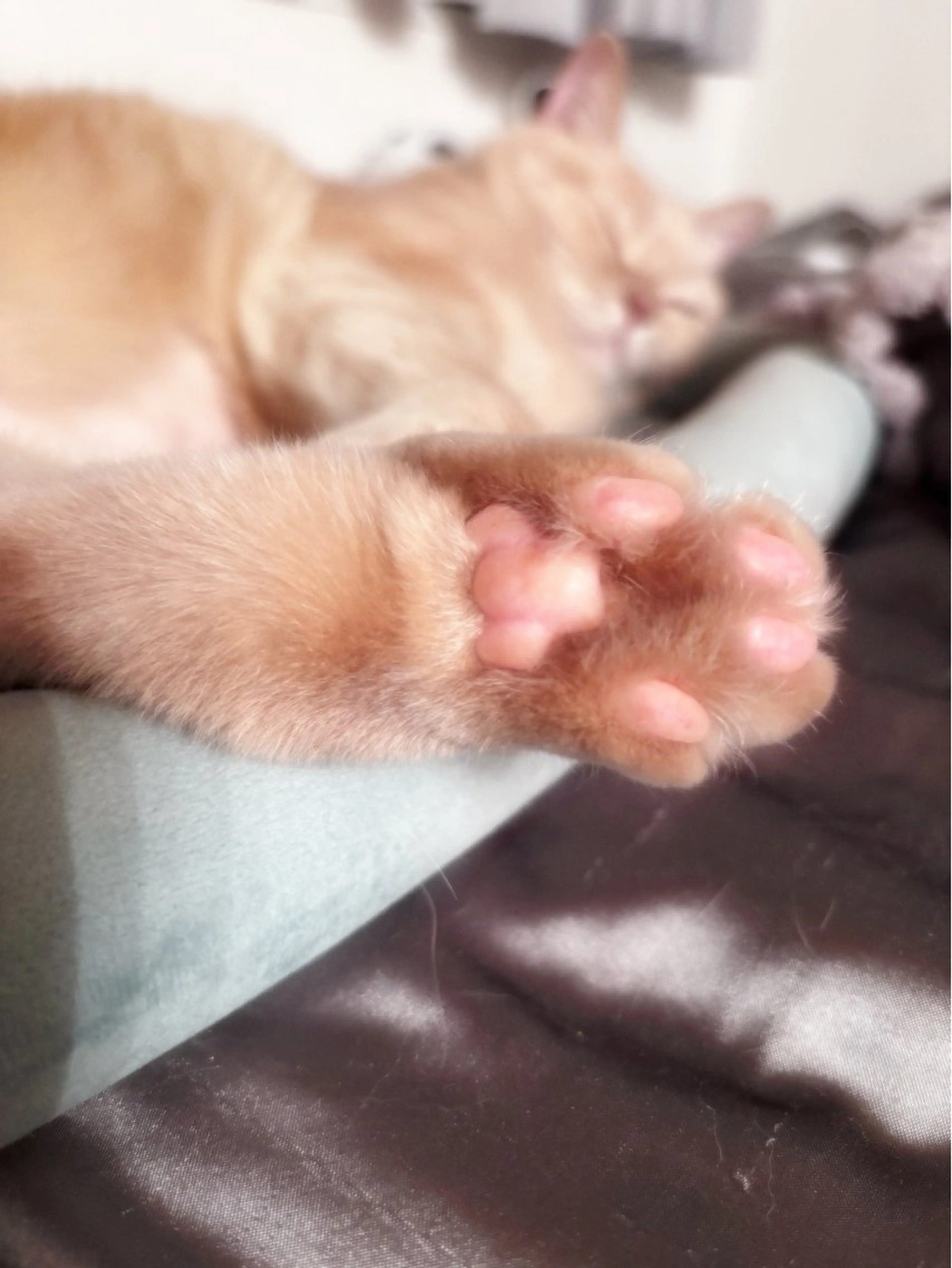 マツパ OLIVIA EBISU松村　代表のマツエク・マツパデザイン