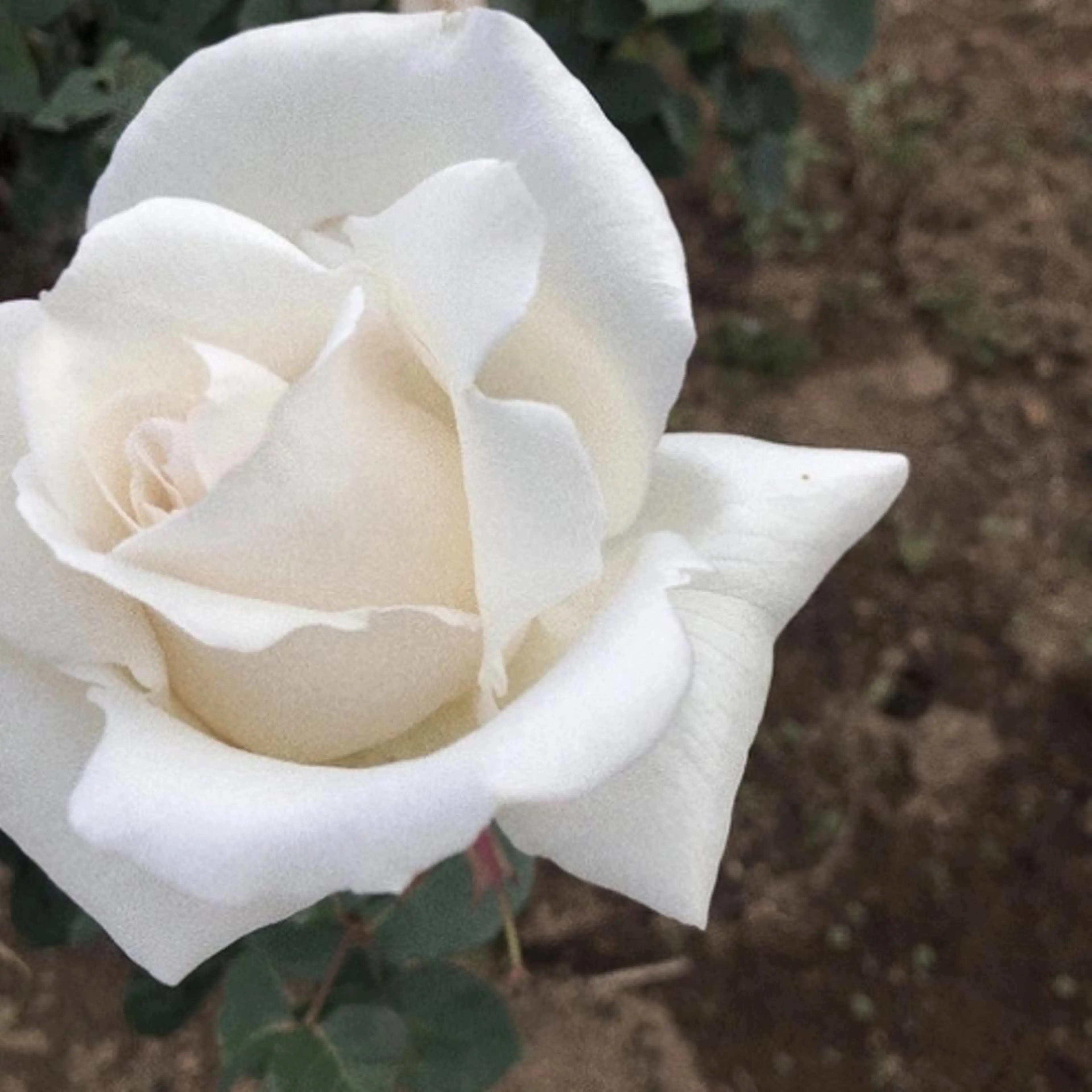 NAZ 表参道 Tomokoのマツエク・マツパデザイン