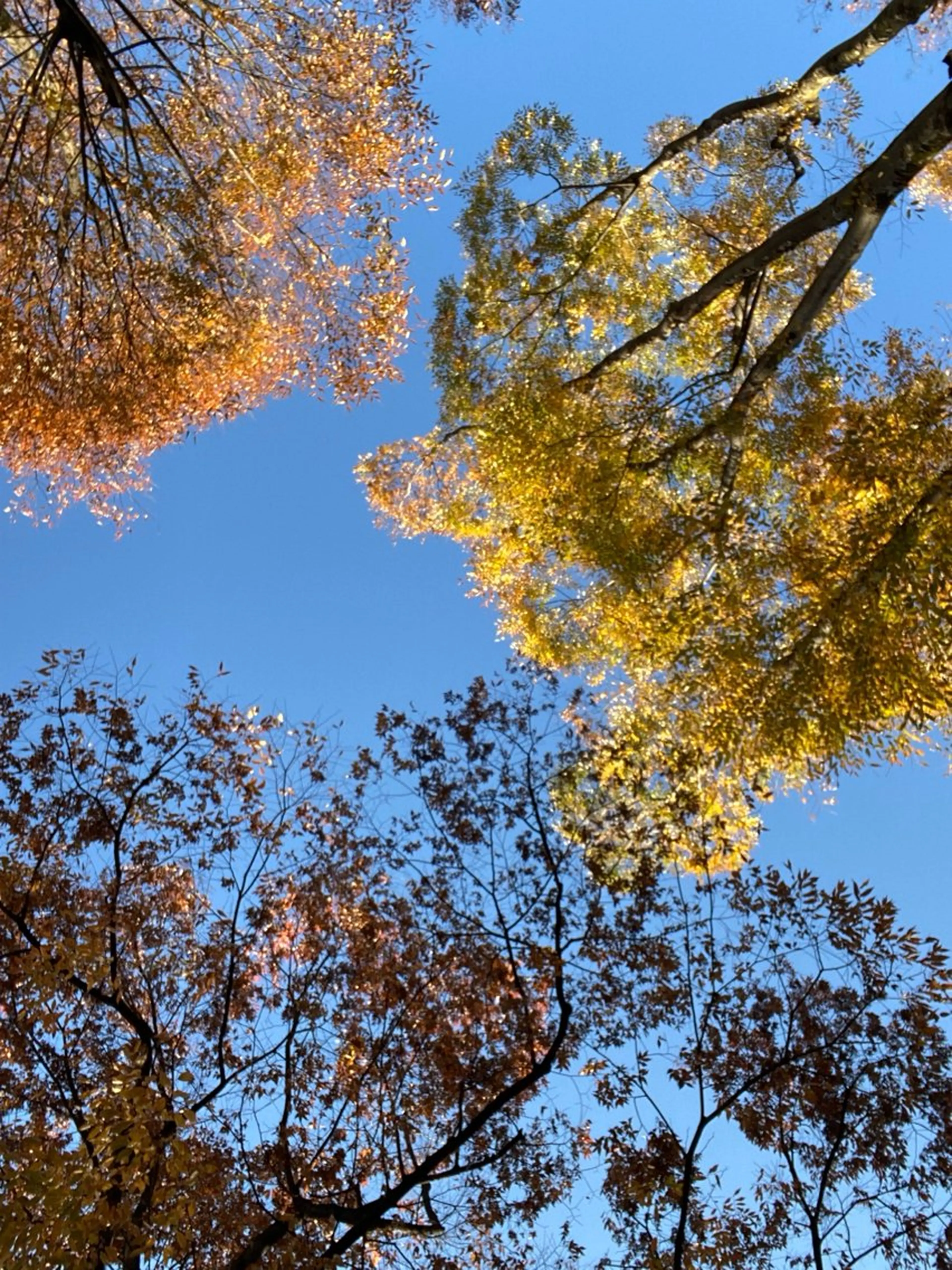 Yu-ka🌼*･ カラー縮毛矯正❣️のヘアスタイル