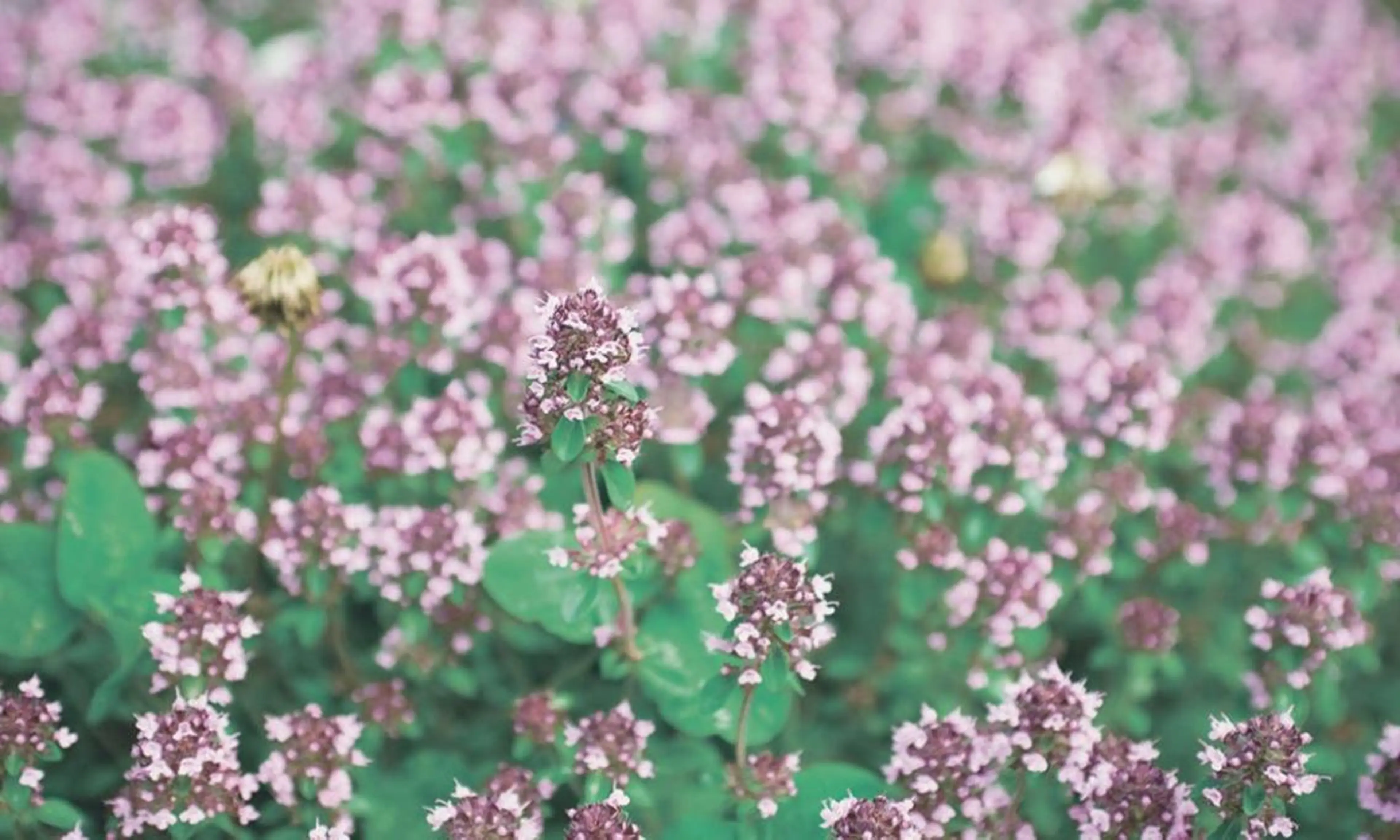 オーナーセラピスト オリーブ🌿miuのその他イメージ