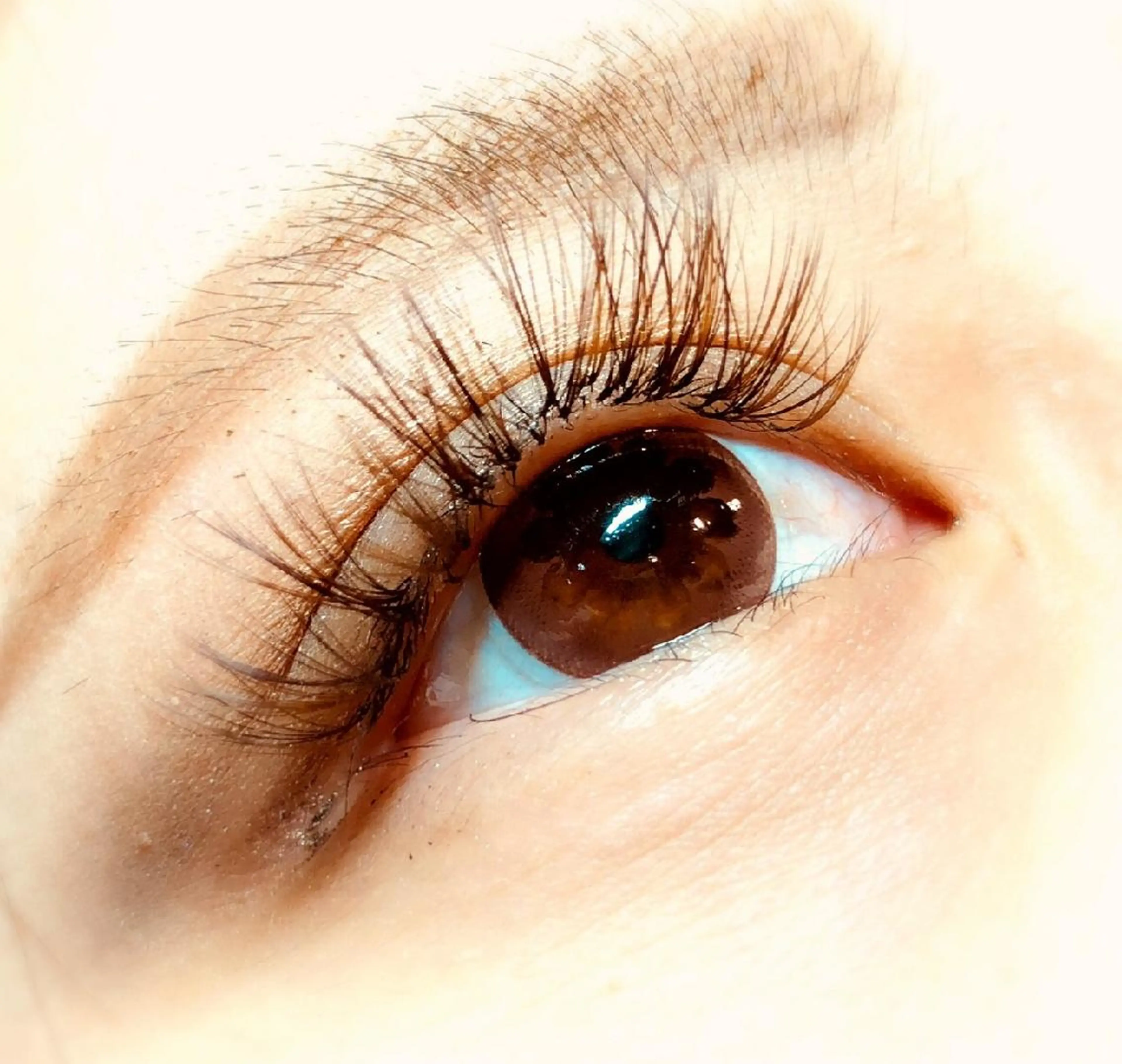 ボリュームラッシュ1時間本数無制限（オフ込み）◇ブラウンカラー◇アイシャンプー付き◇の写真