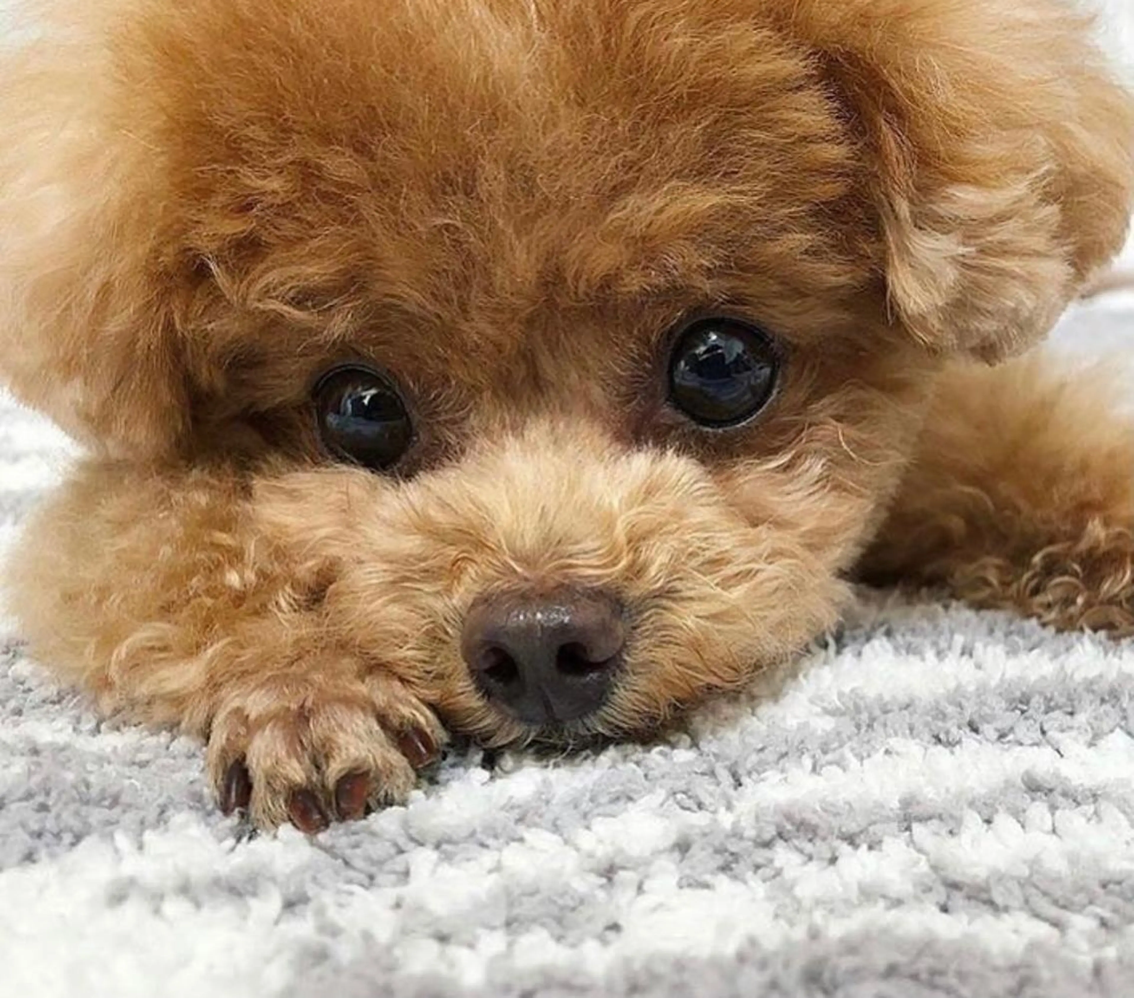 ショート カラー パーマ ヘアアレンジ ◆感動口コミ/最小顔 理論カット◆森口 峻のヘアスタイル