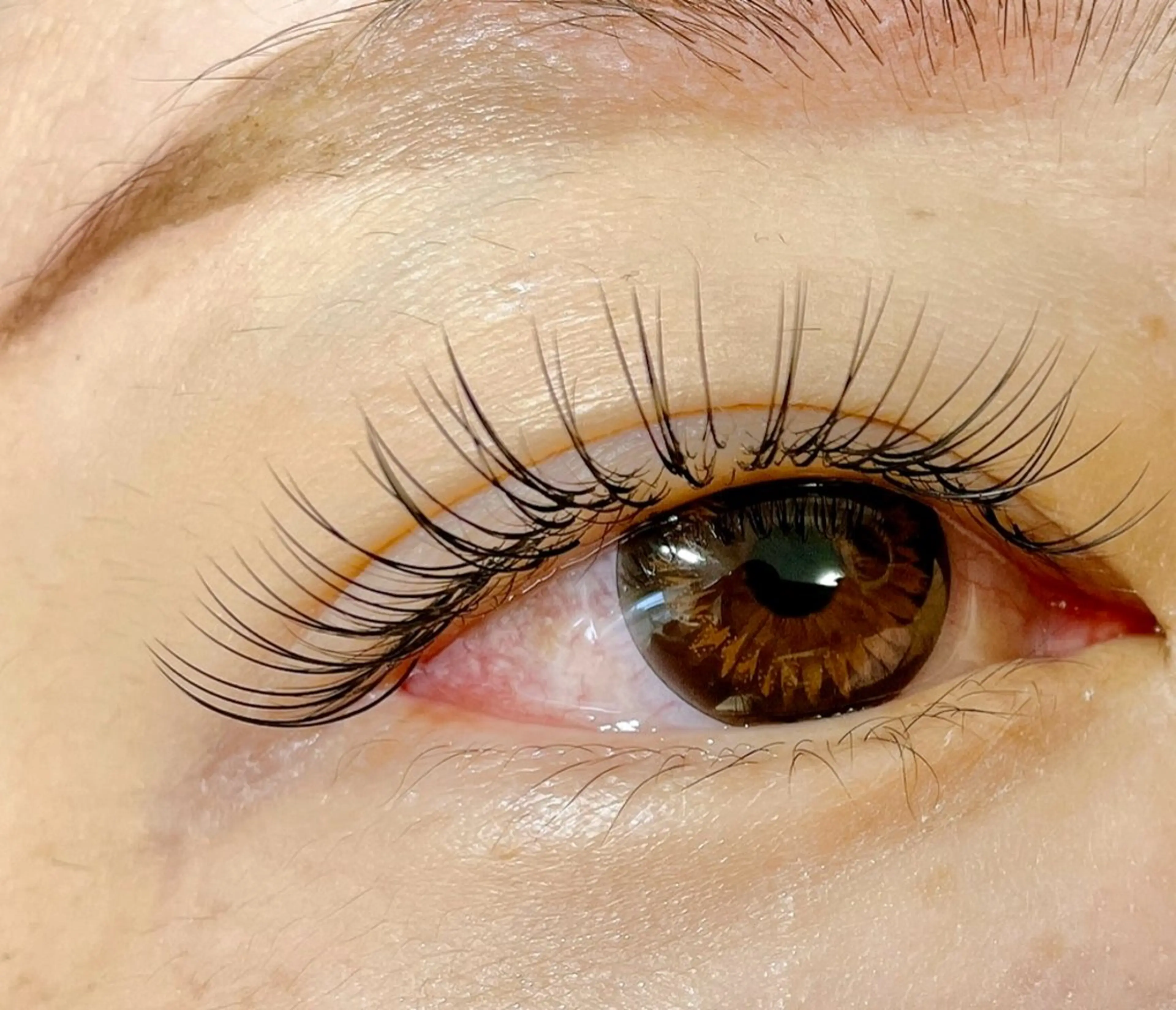 【オフなし】セーブル100本の写真