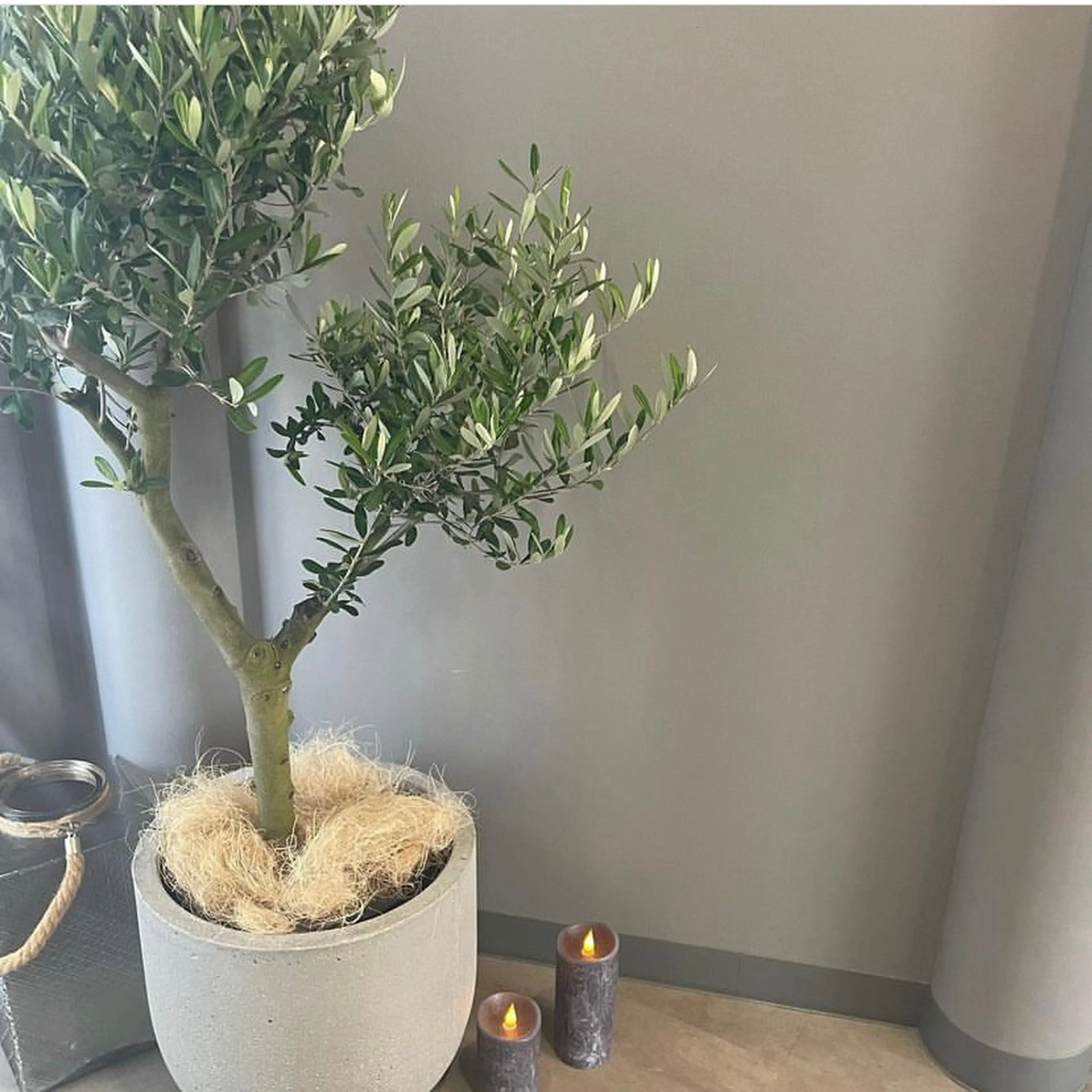 la vela(ラヴェラ)の内観・外観1