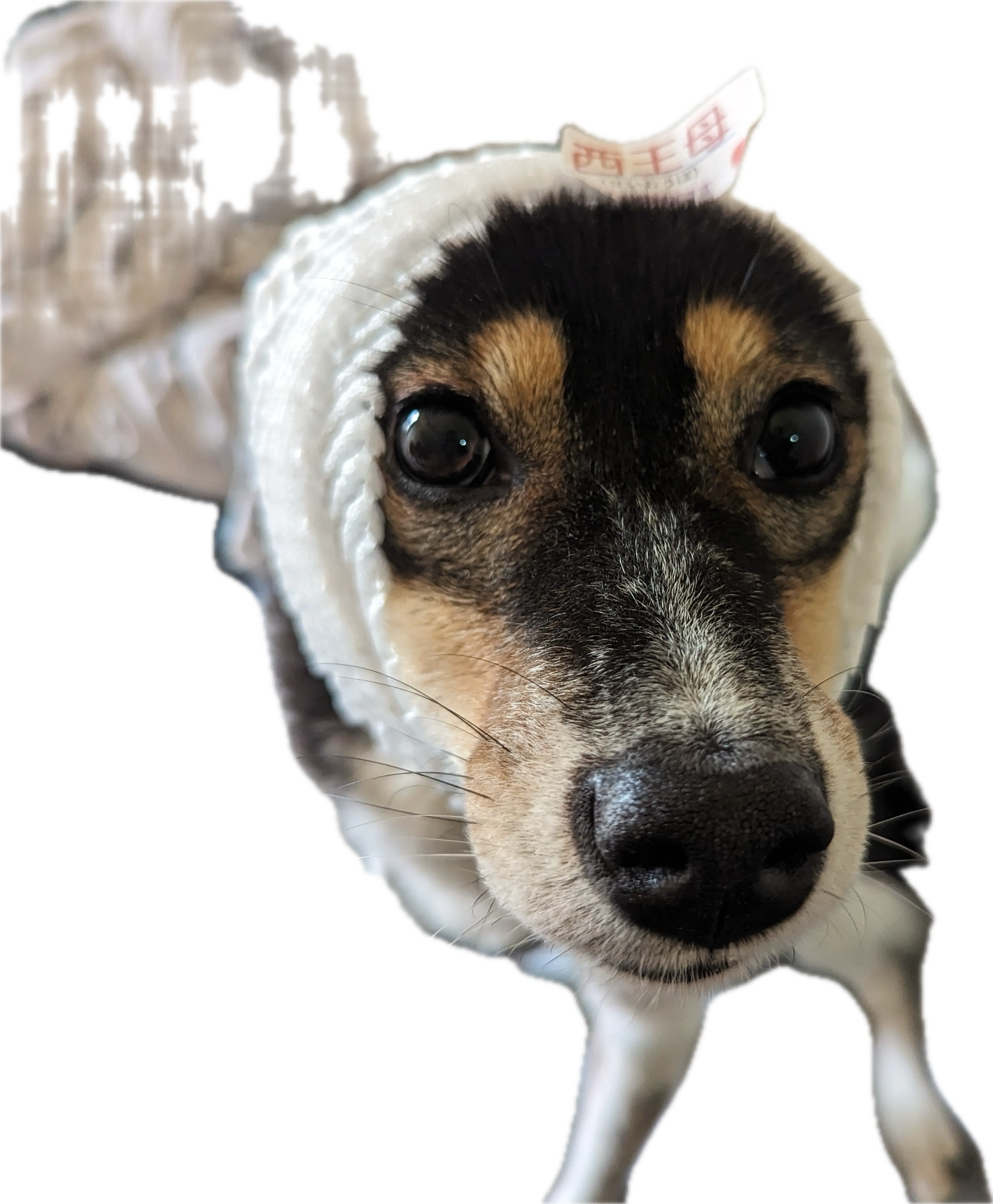 豆柴倶楽部の内観・外観1