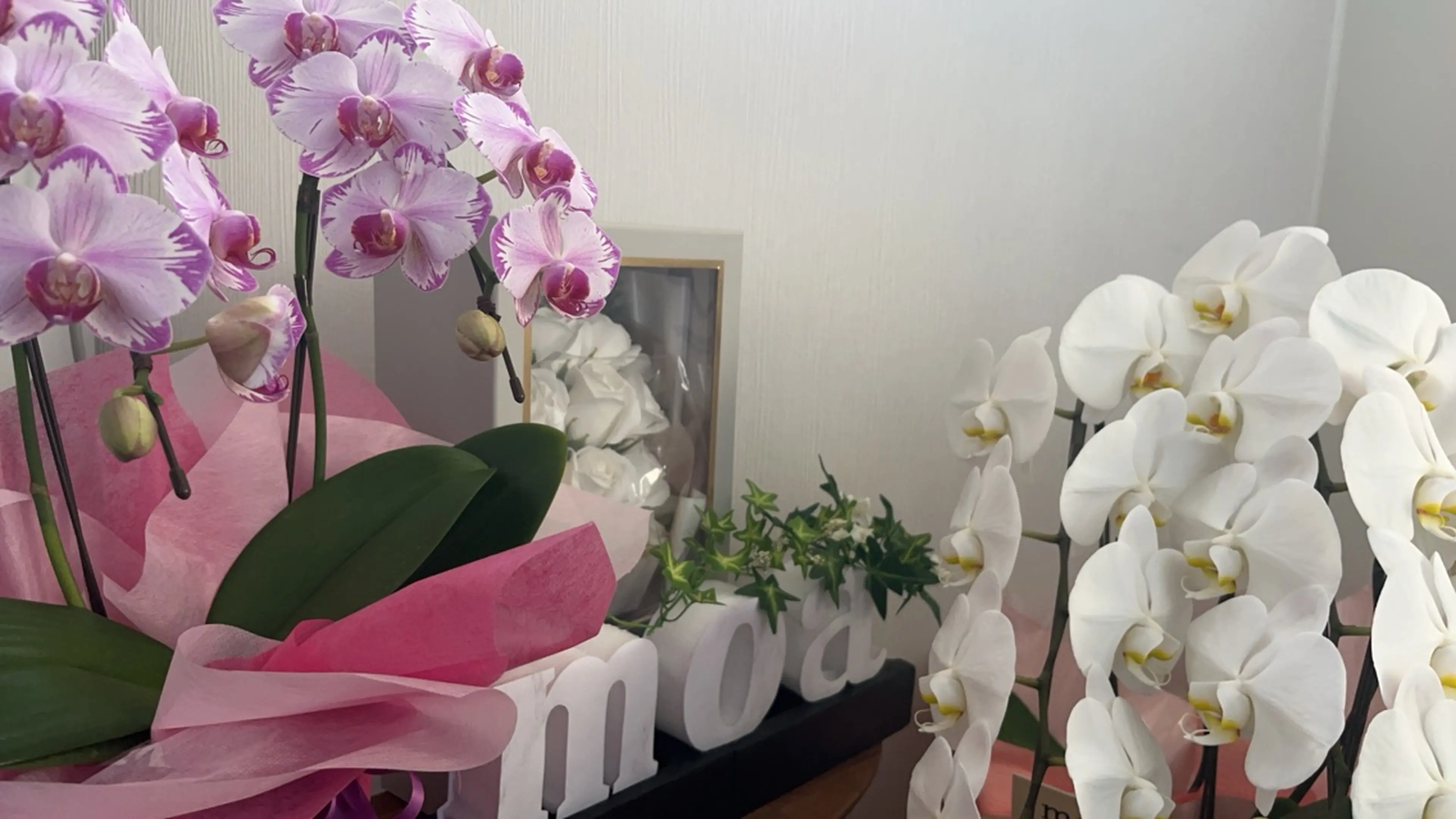 moaの内観・外観2