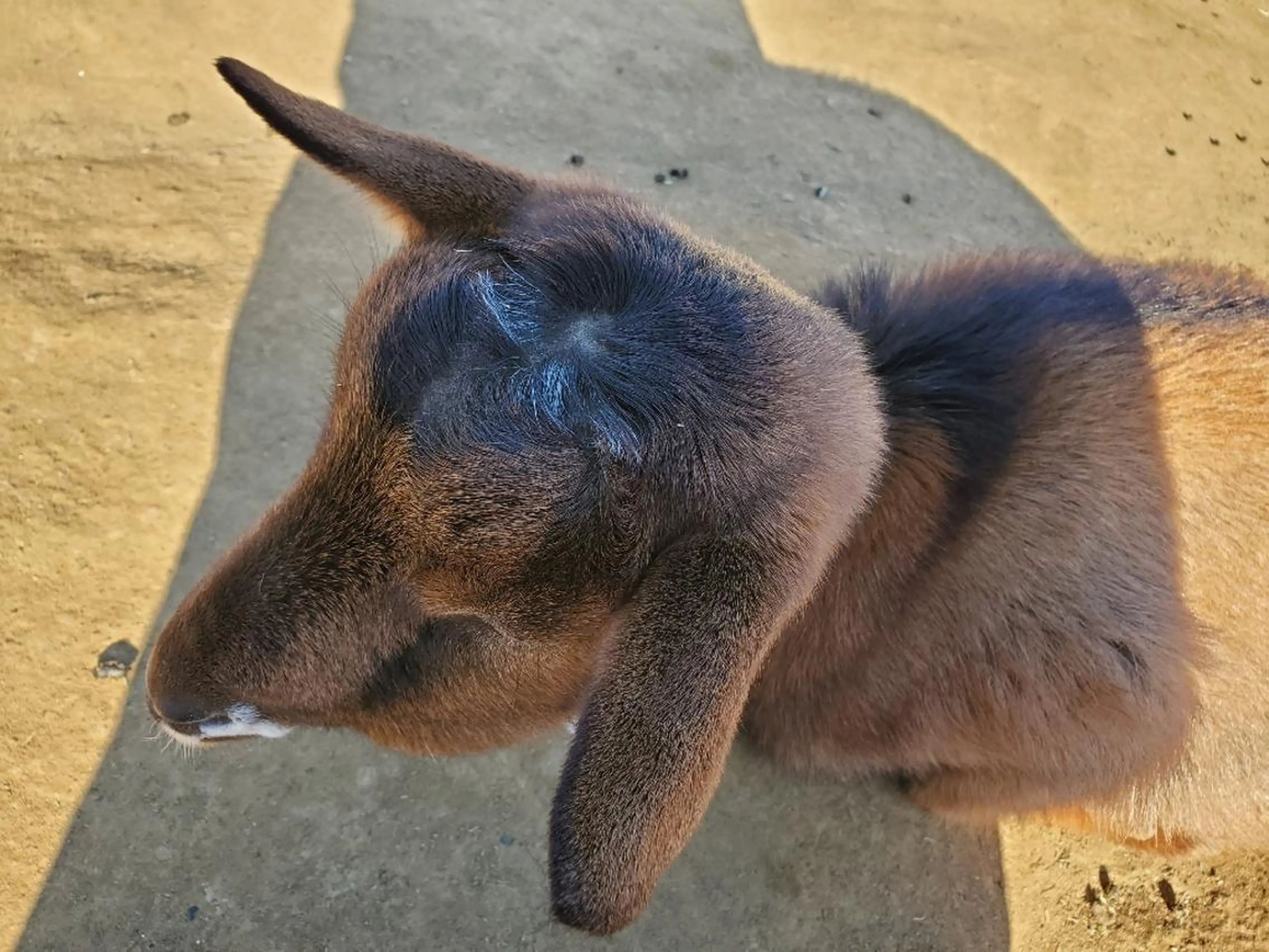 GIFT所属・谷 結奈のヘアスタイル