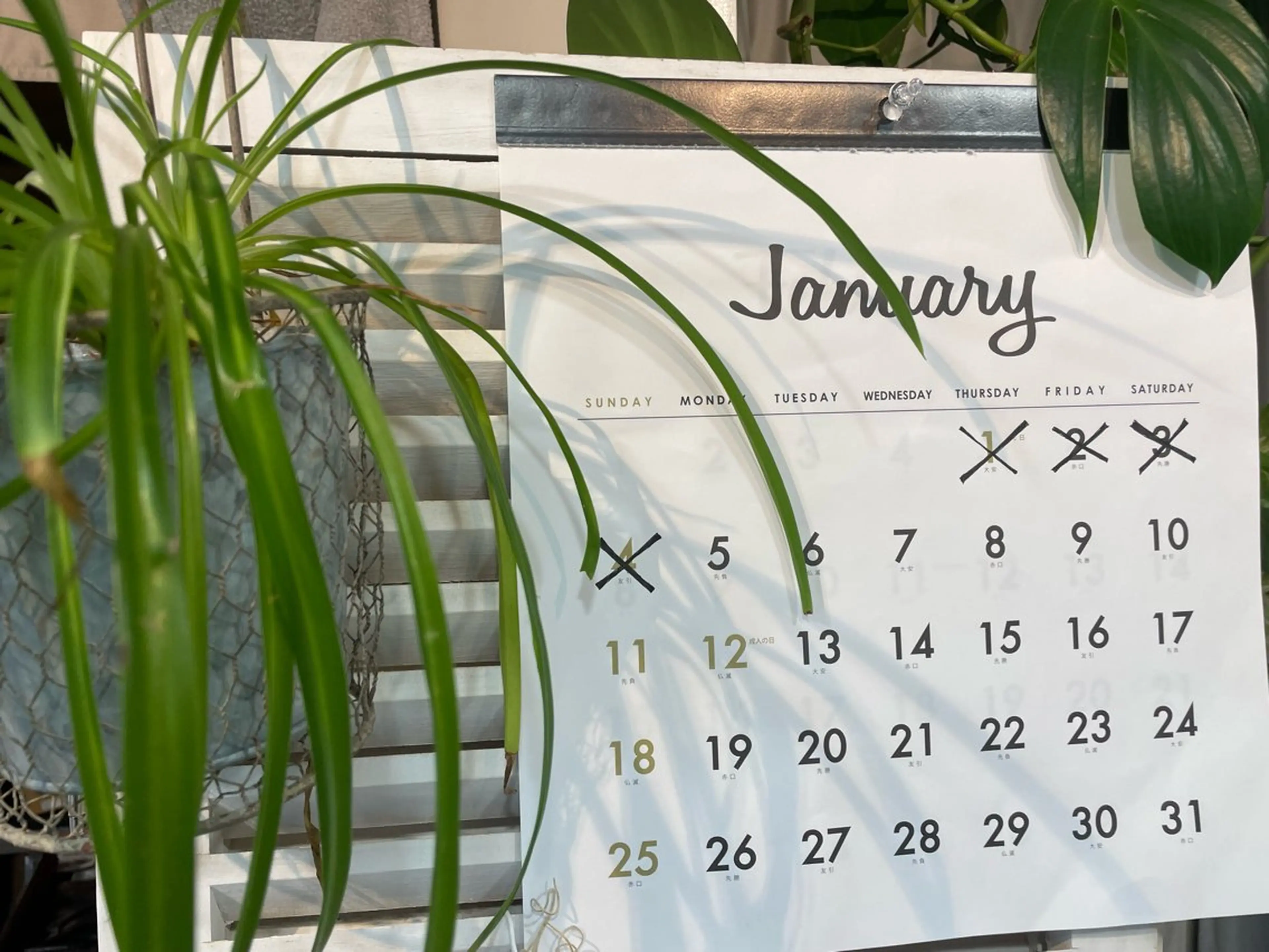 マツエク・マツパ さろんどふじた甲子園所属・江嵜 真由美　　　　甲子園のマツエク・マツパデザイン