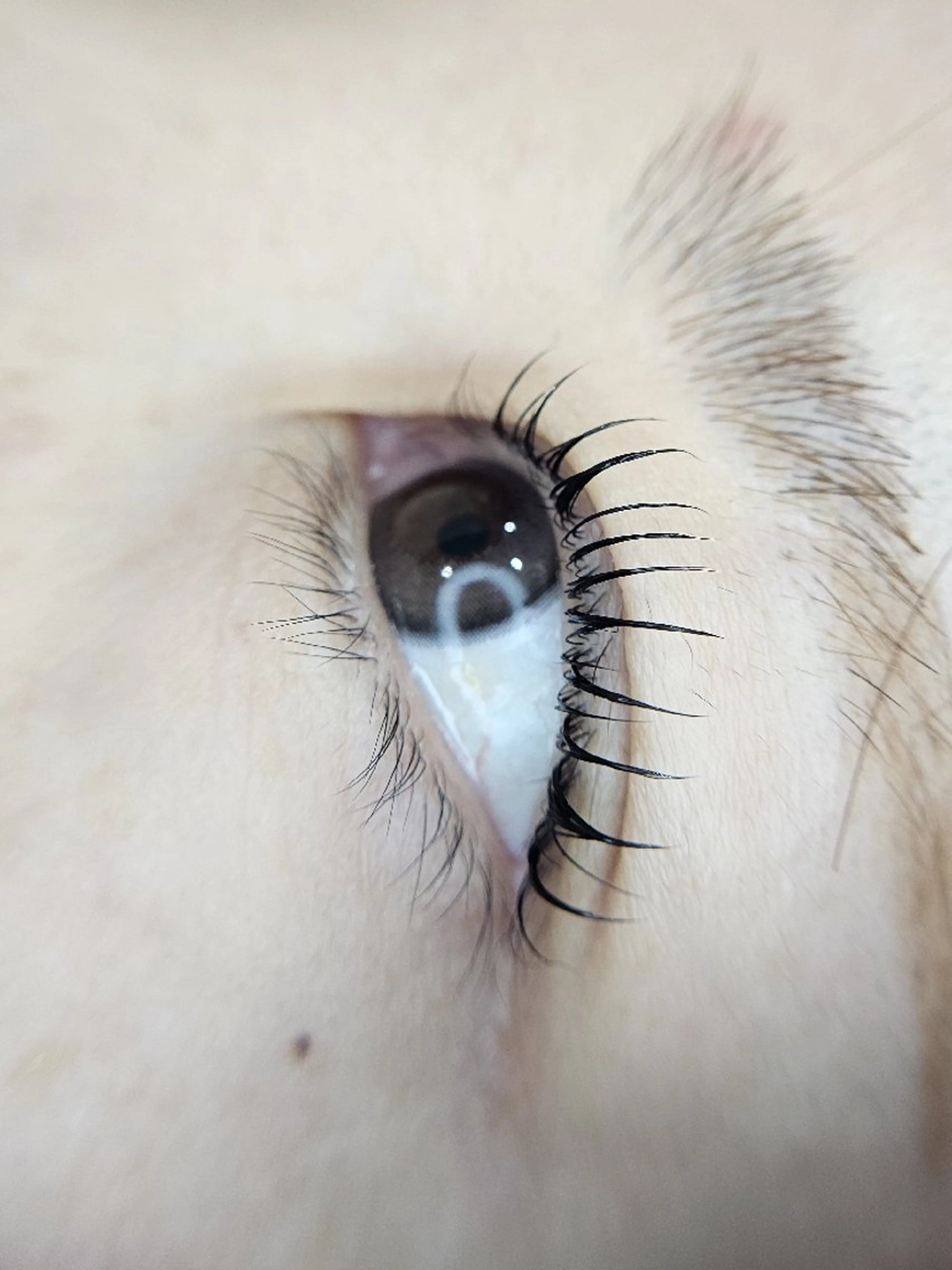 マツエク・マツパ Natural Eyebrow南流山店所属・Natural Eyebrow.Cのマツエク・マツパデザイン