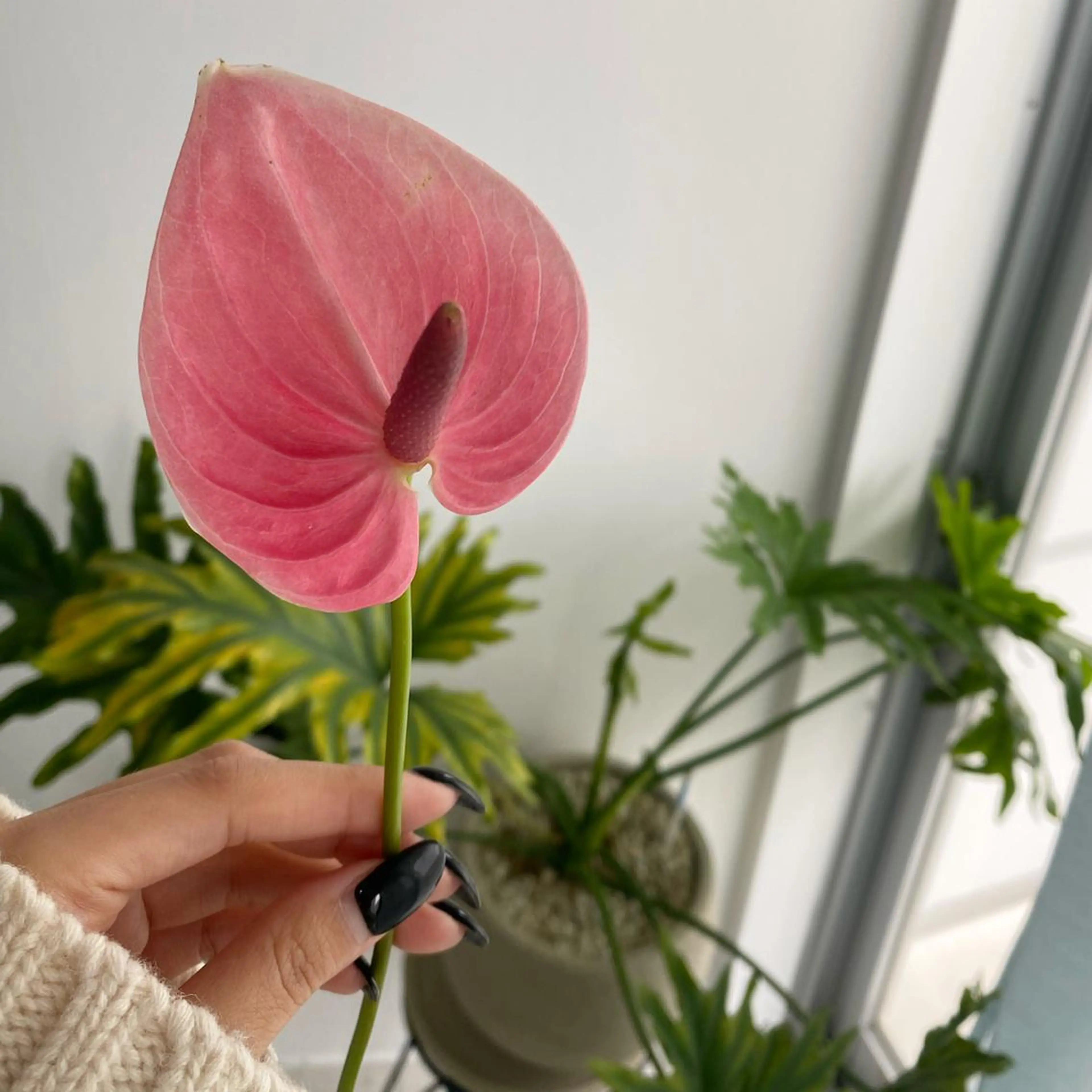 eyes cream所属・まつ毛と眉毛のおみせ 🪄なんばのマツエク・マツパデザイン