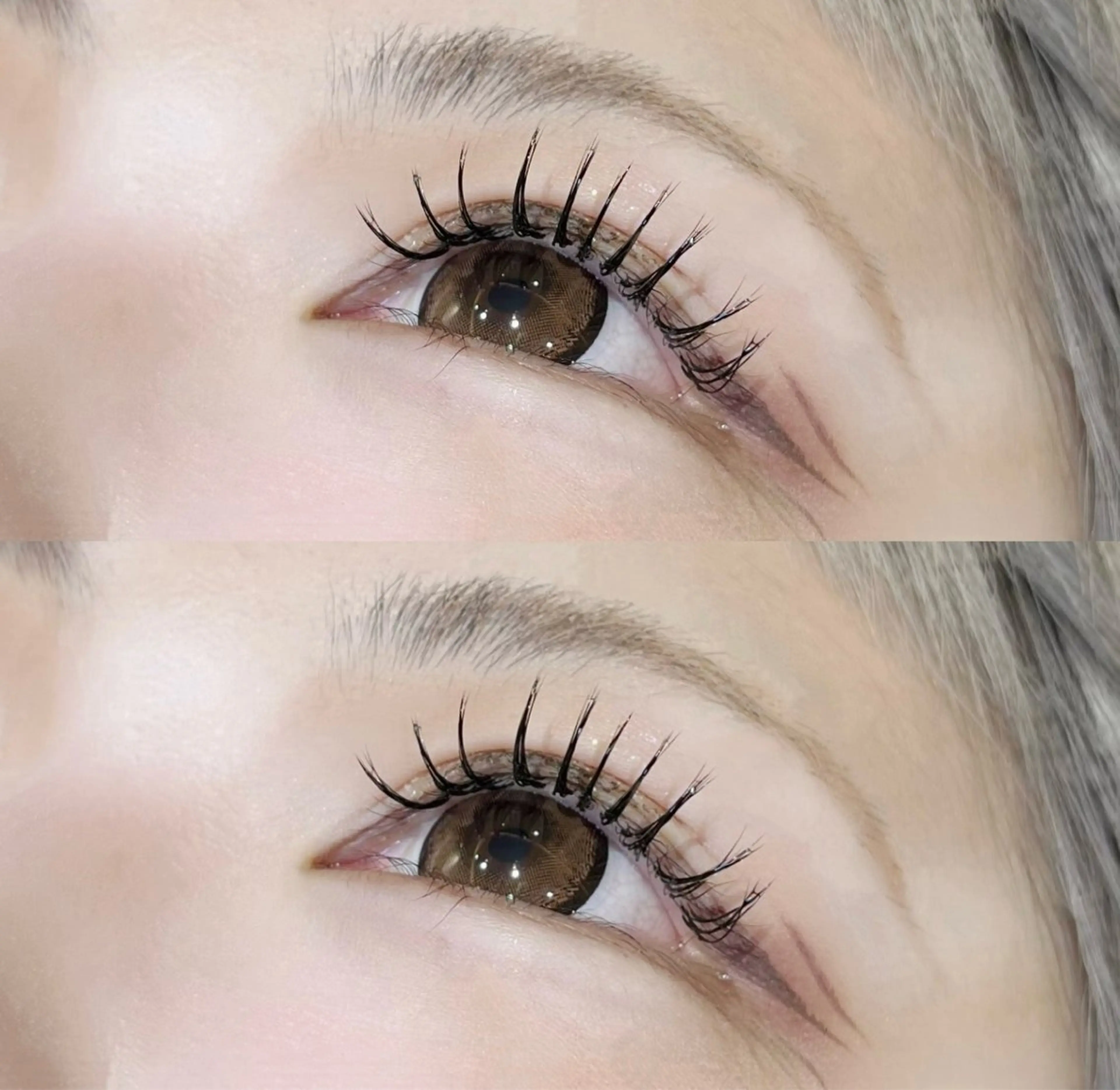 🎶セーブル🎶140本の写真