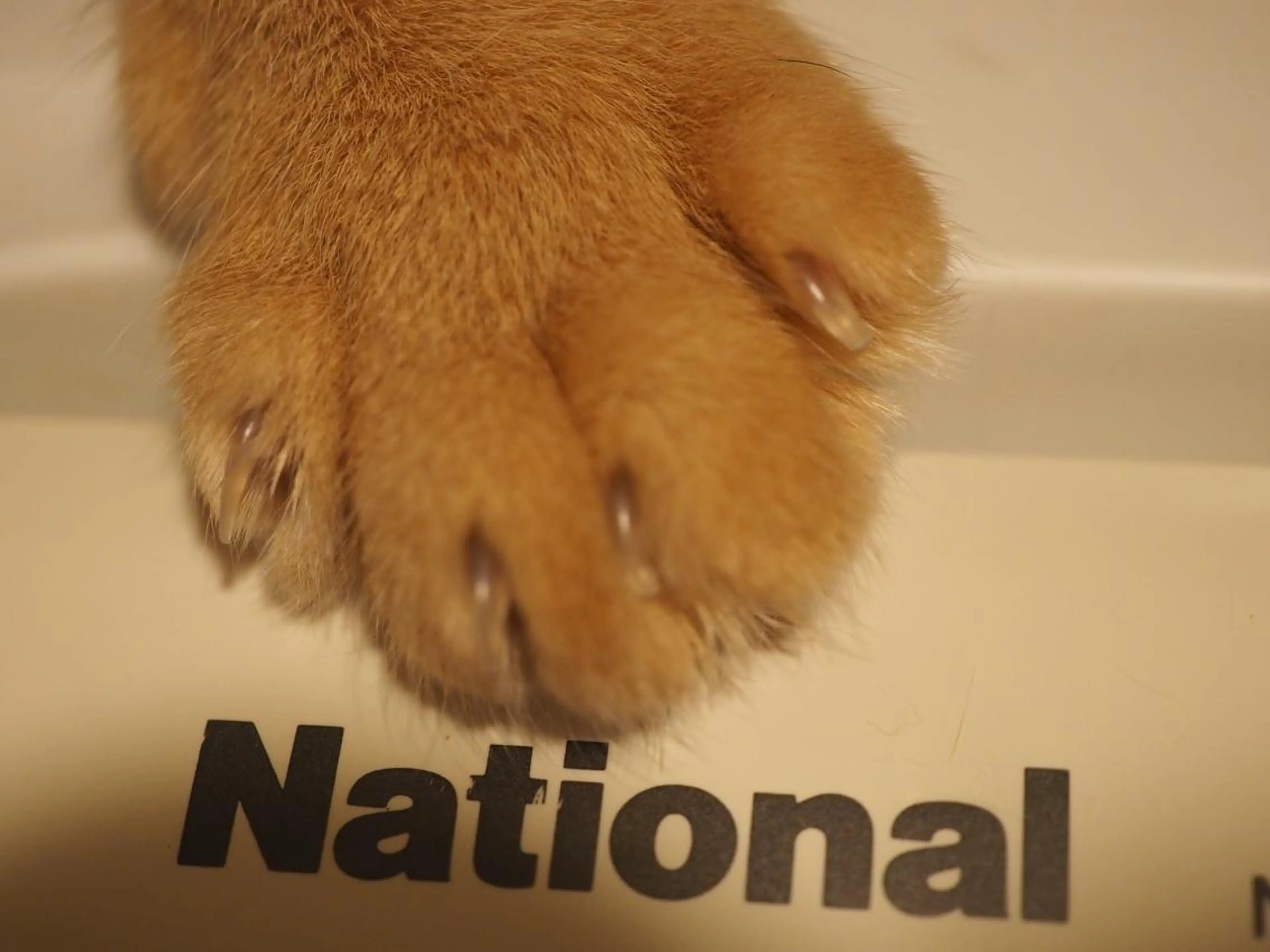 ネイル スクエアネイル Mogu nail 二子玉川のネイルデザイン