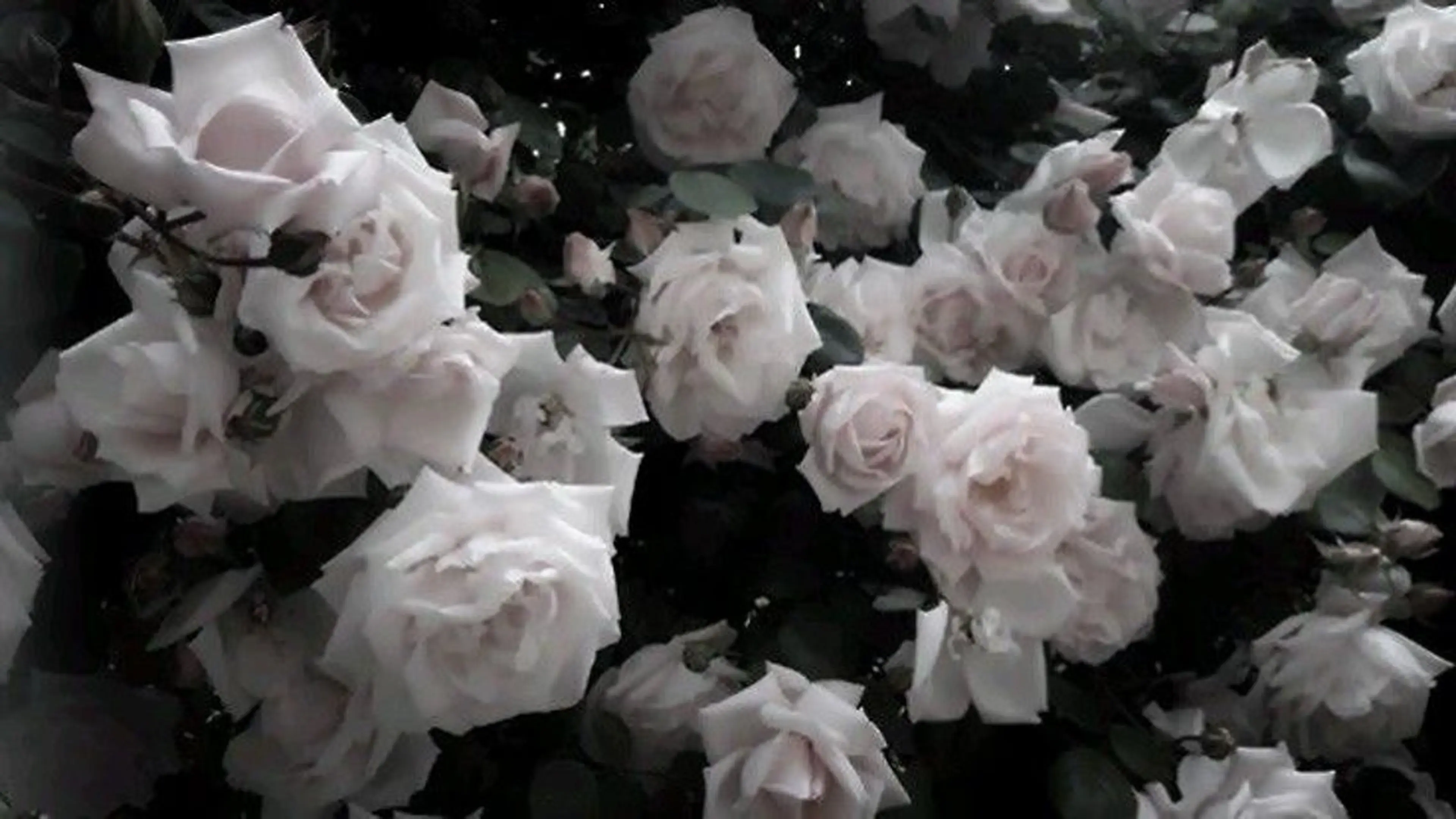 ネイル *Bianca国分寺 IGUCHI✮*｡ﾟのネイルデザイン