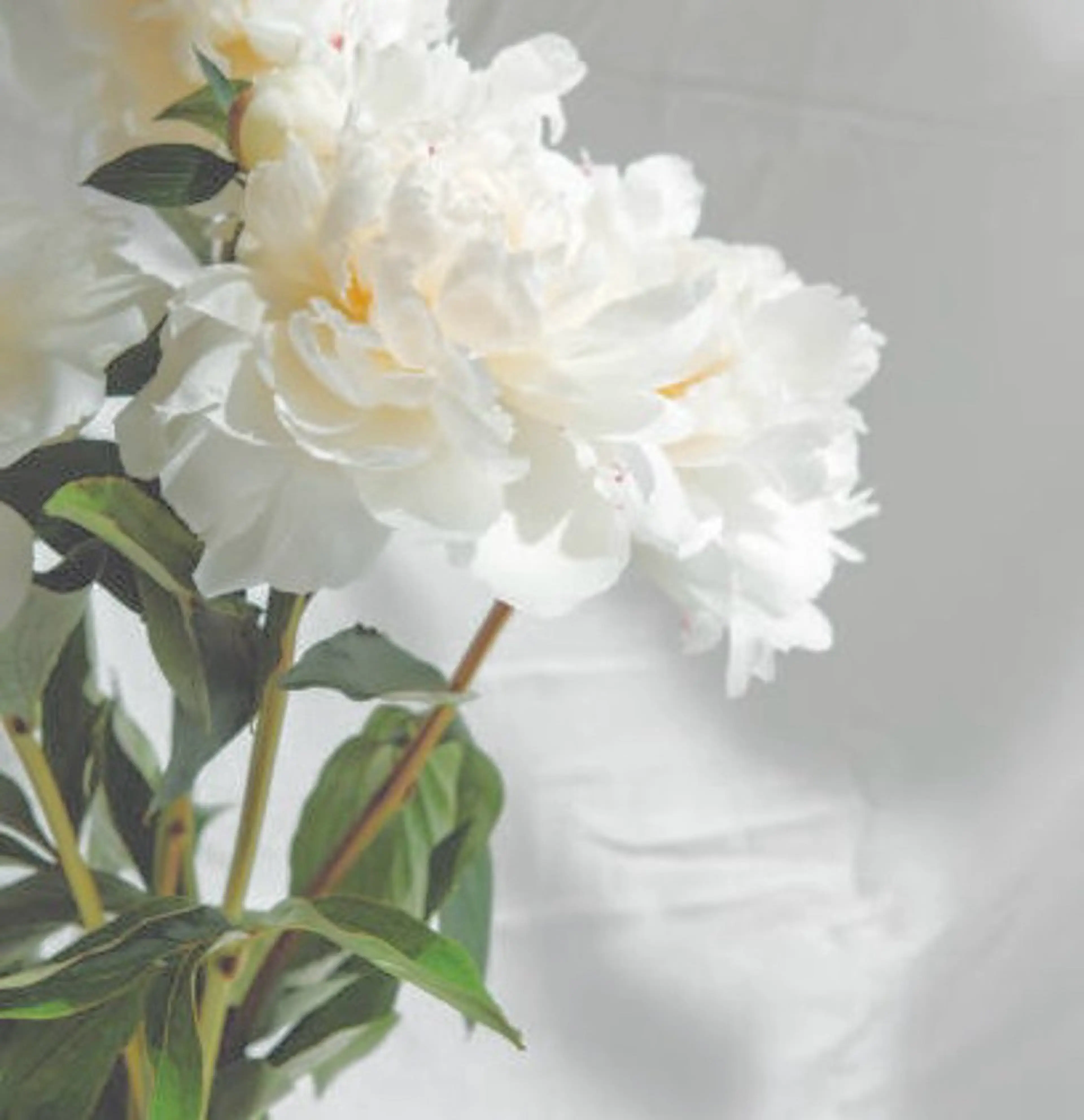 eyelash&eyebrow Mimu【ミム】所属・Mimu. momokaの眉毛・アイブロウイメージ