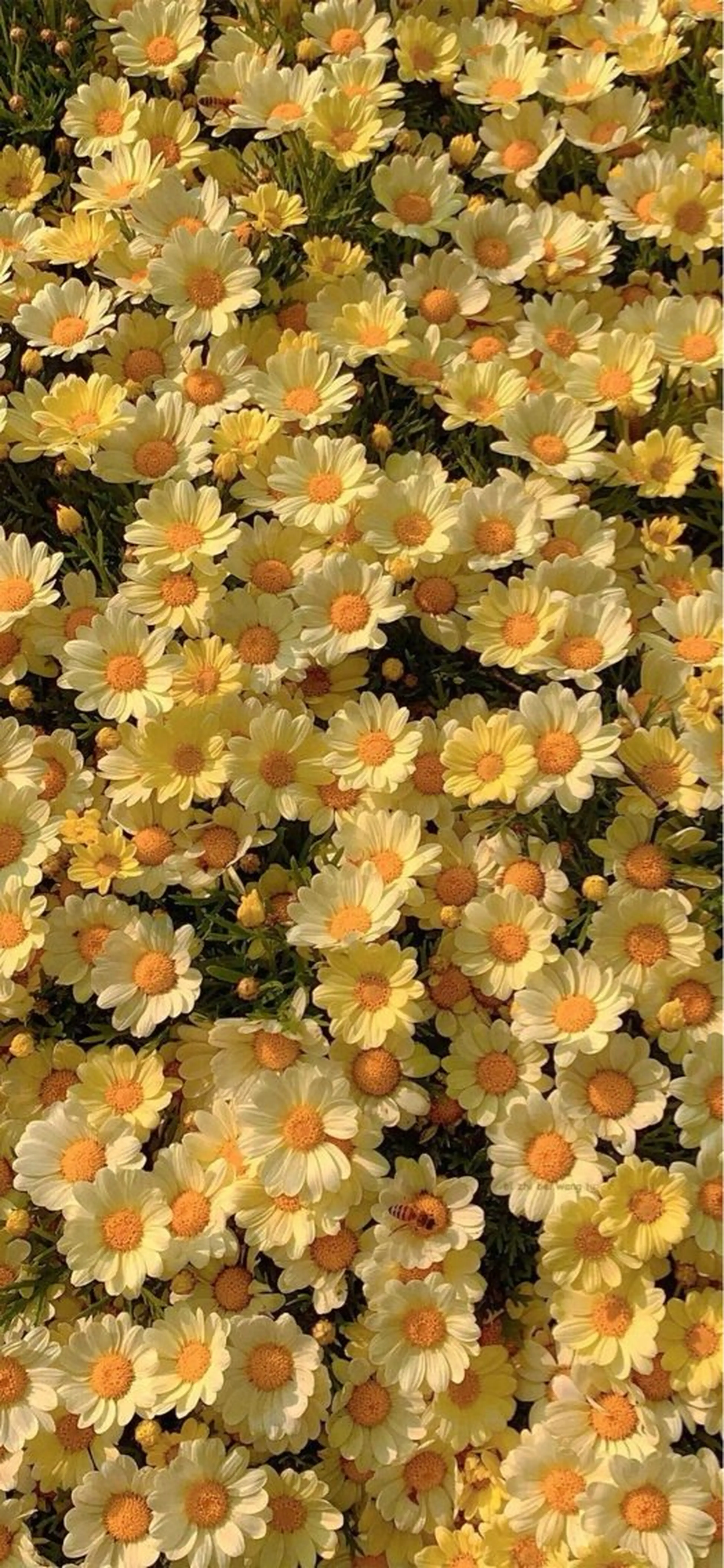 Iwasaki Nene☾店長のマツエク・マツパデザイン