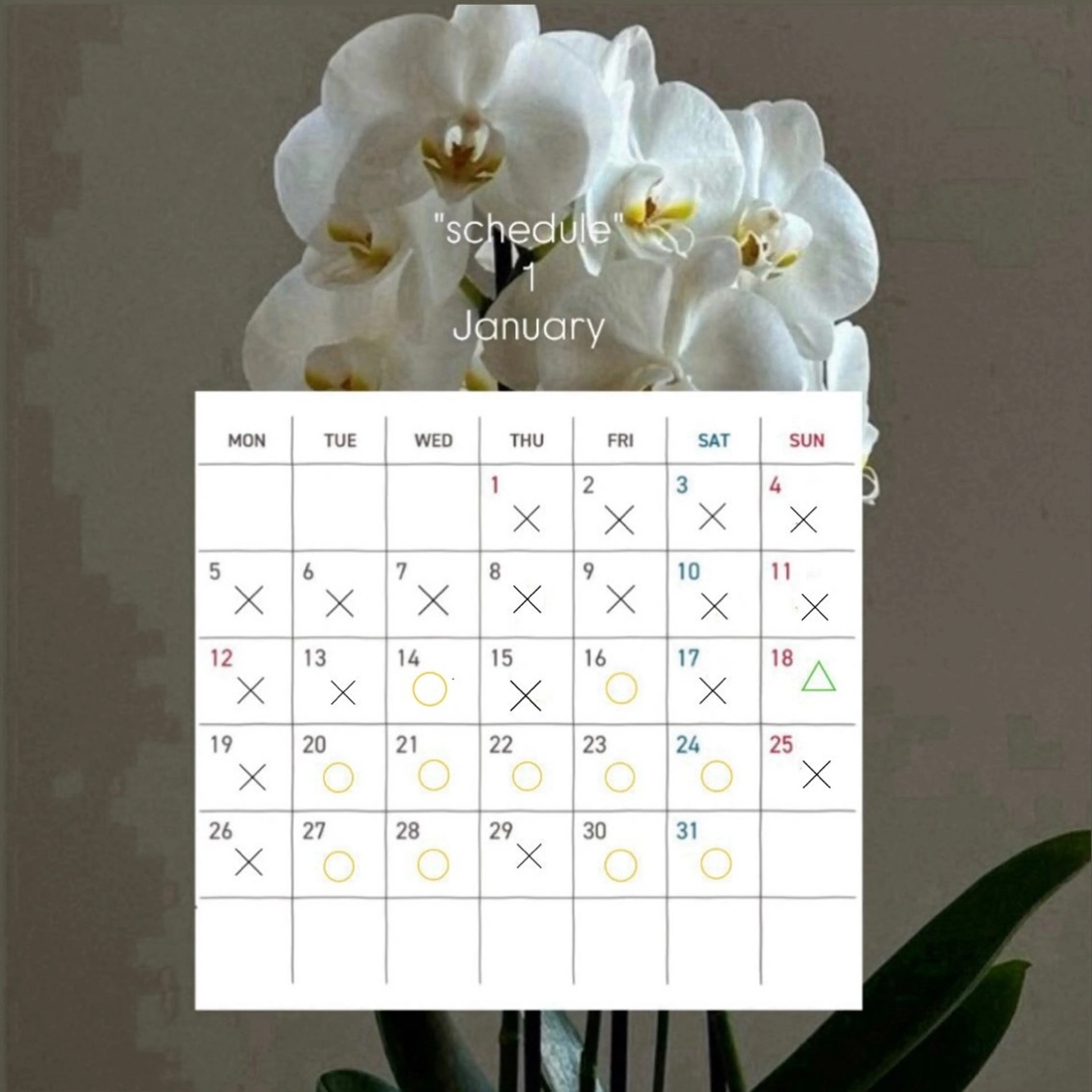 コワファースト長崎シャンプーボーイ所属・カラーモデル募集中 🫧HONOKAのヘアスタイル