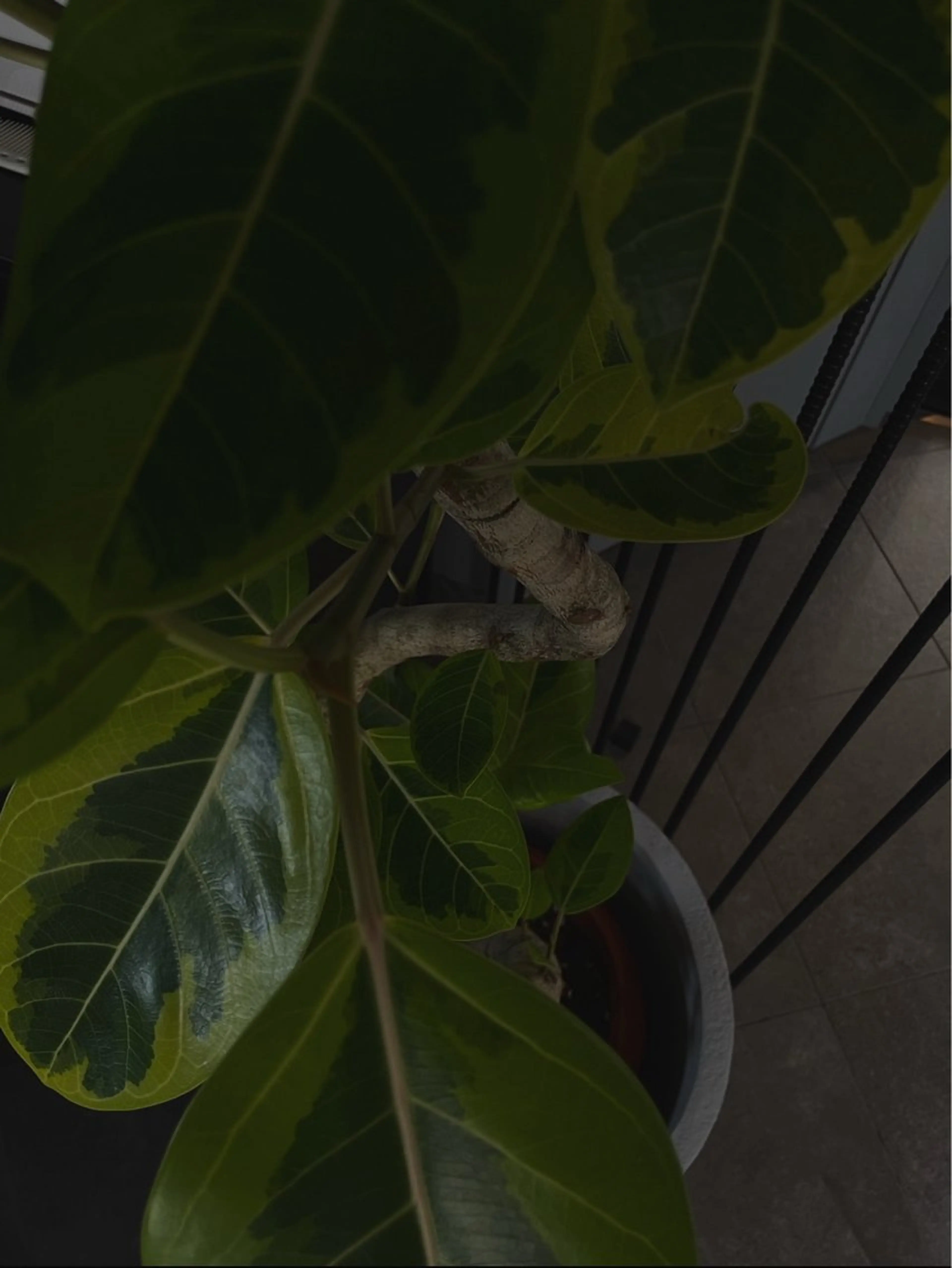 terra nube／ヘッドスパ専門店所属・terra nube 🌿ヘッドスパ専門店のヘアスタイル