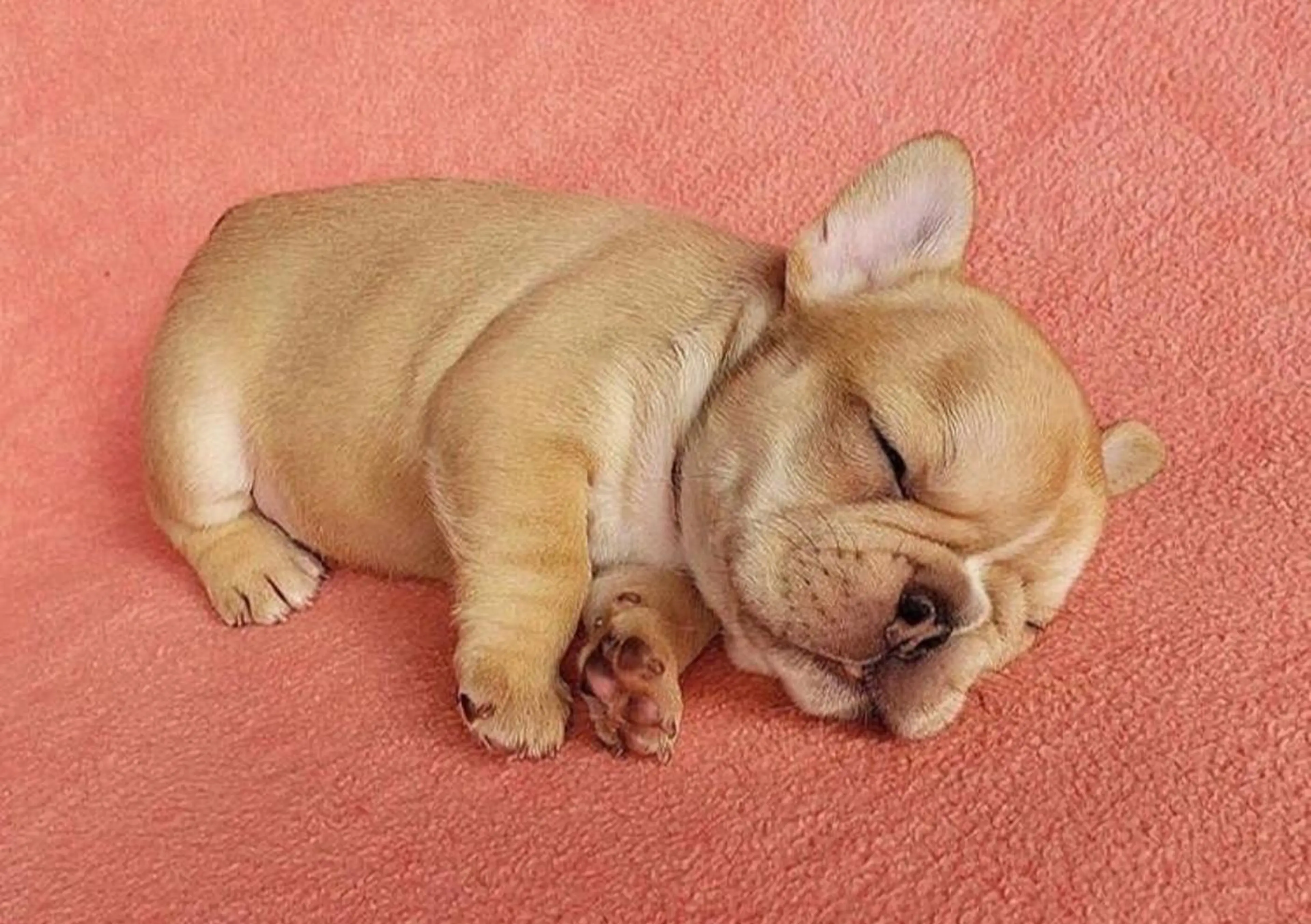 最小顔理論カット➕カラー➕極潤艶トリートメントの写真