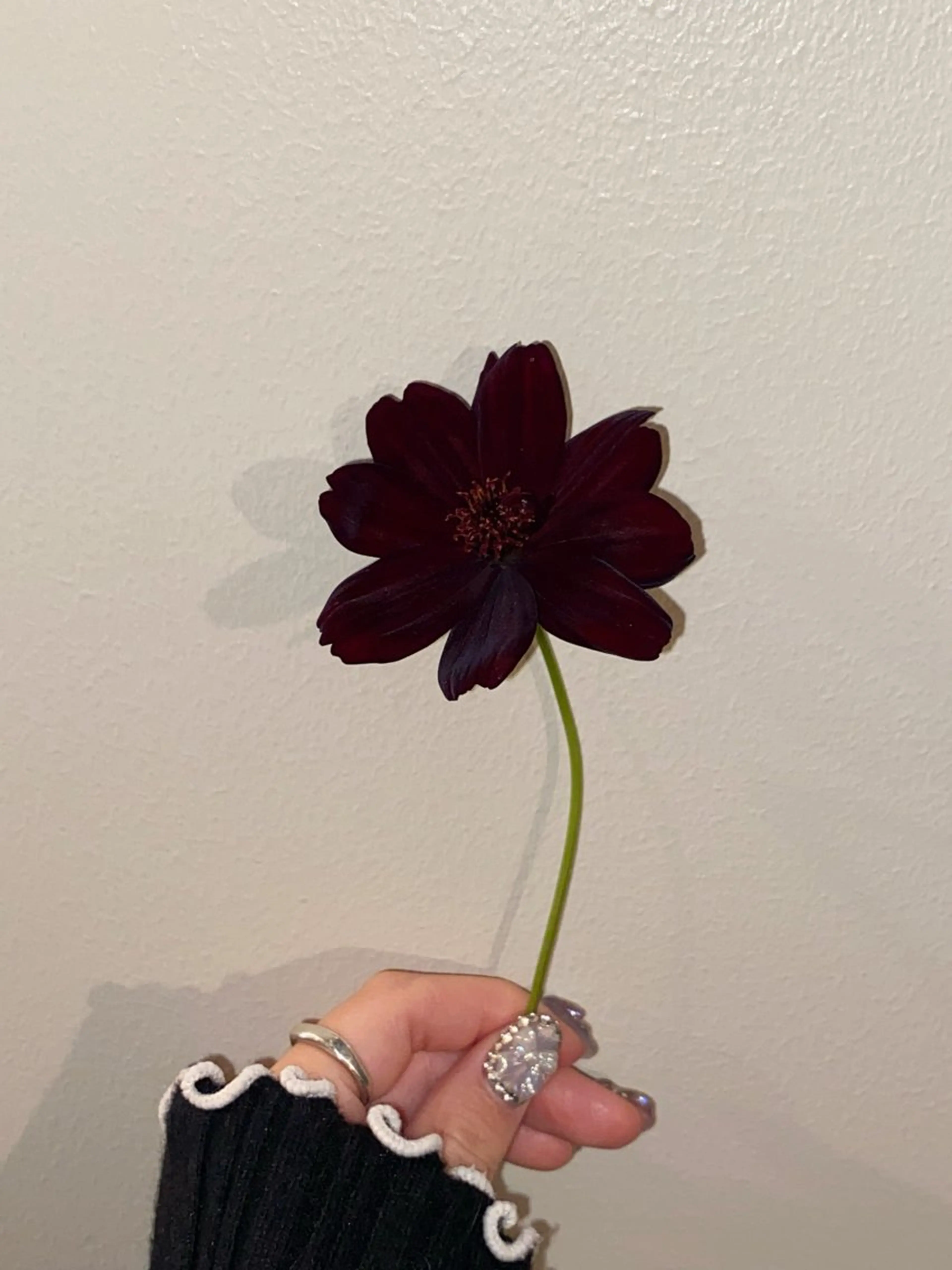 ヘアカラー トリートメント 🌻花屋併設🌻濱 幸帆のヘアスタイル