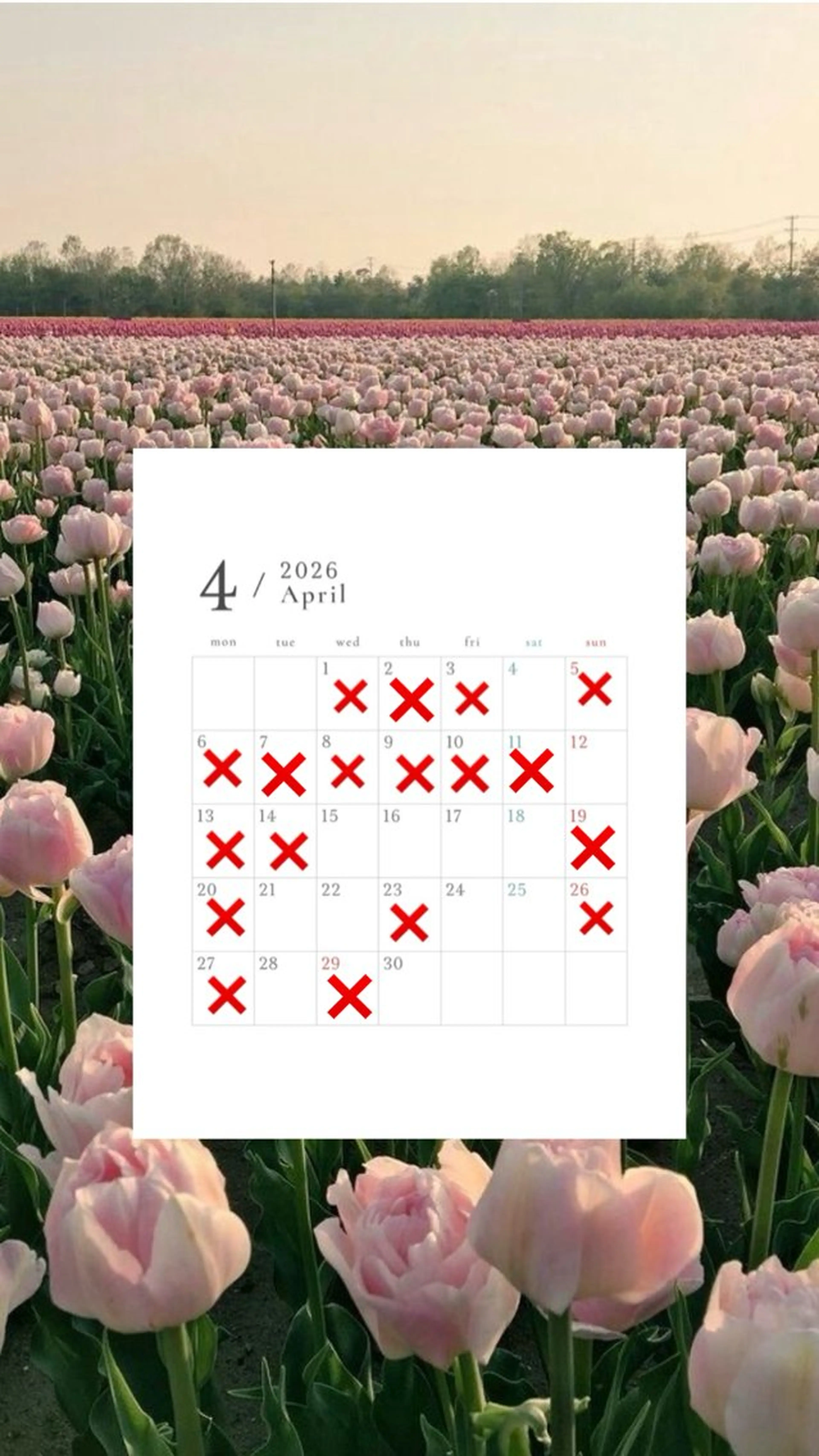 ネイル amulet nail beauty 北花田店【アミュレット】所属・横田 帆咲のネイルデザイン