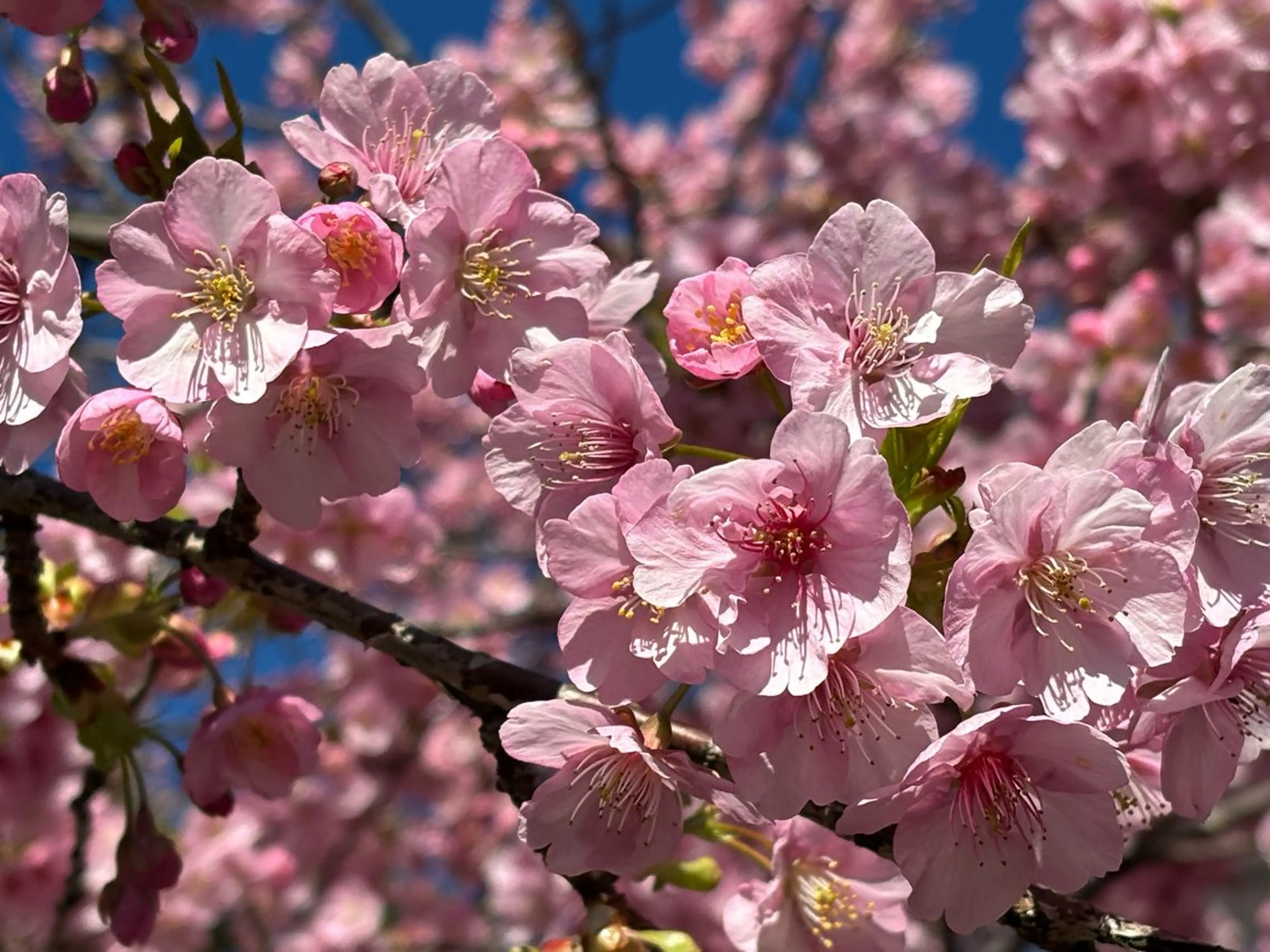 エステ リラク basico  のエステ・リラクイメージ