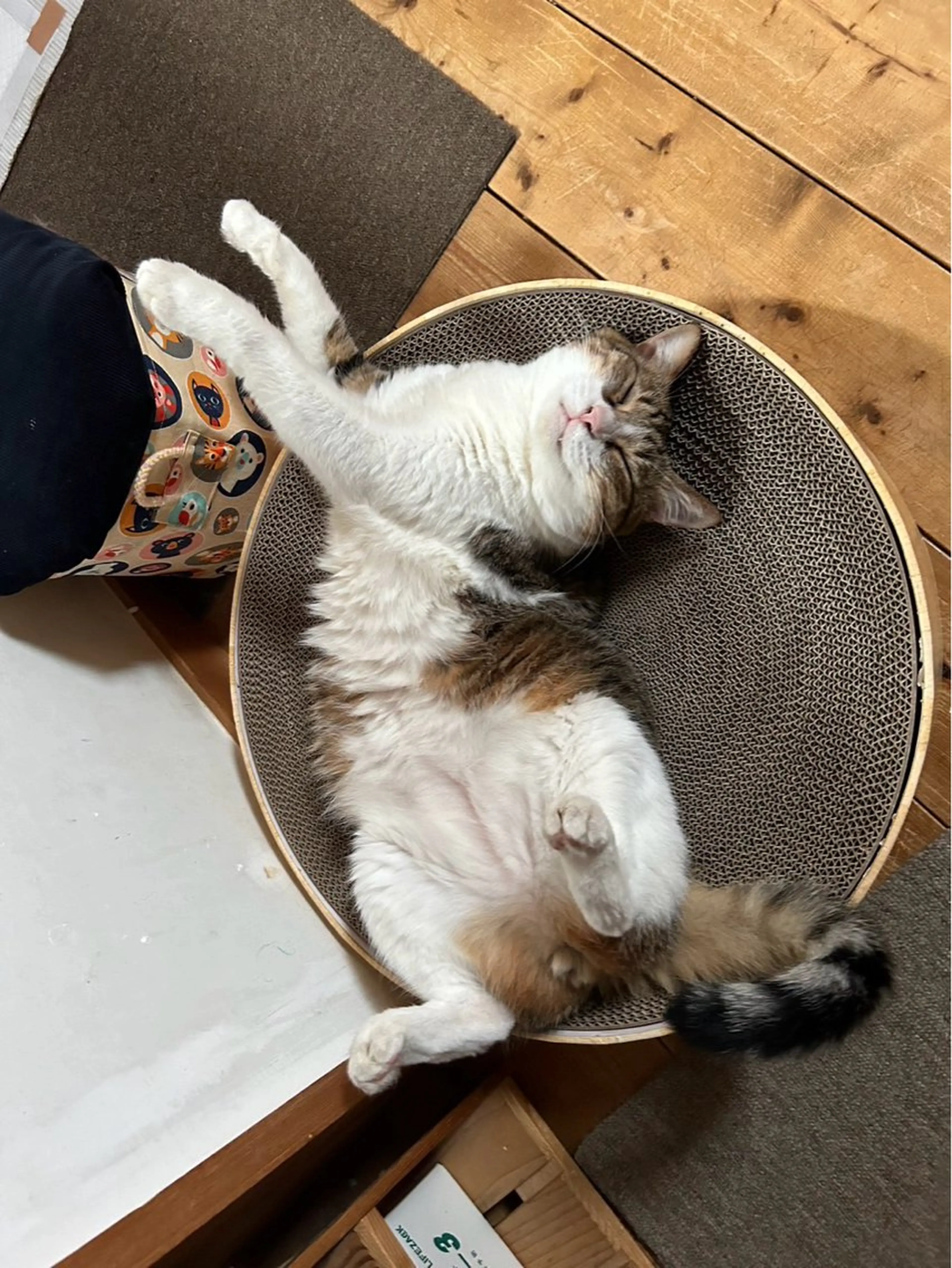 Spiky とうげ ふうかのネイルデザイン