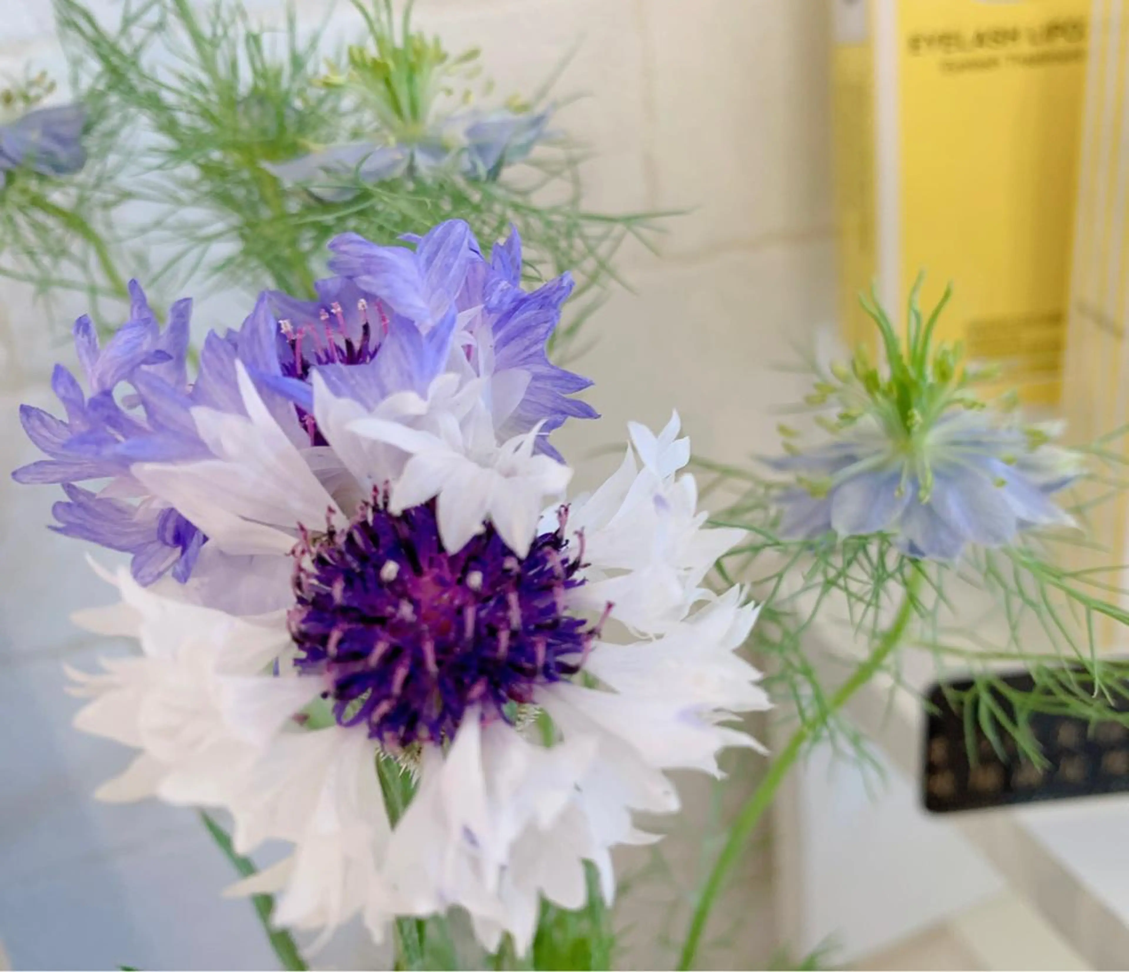 木場 ＊のマツエク・マツパデザイン