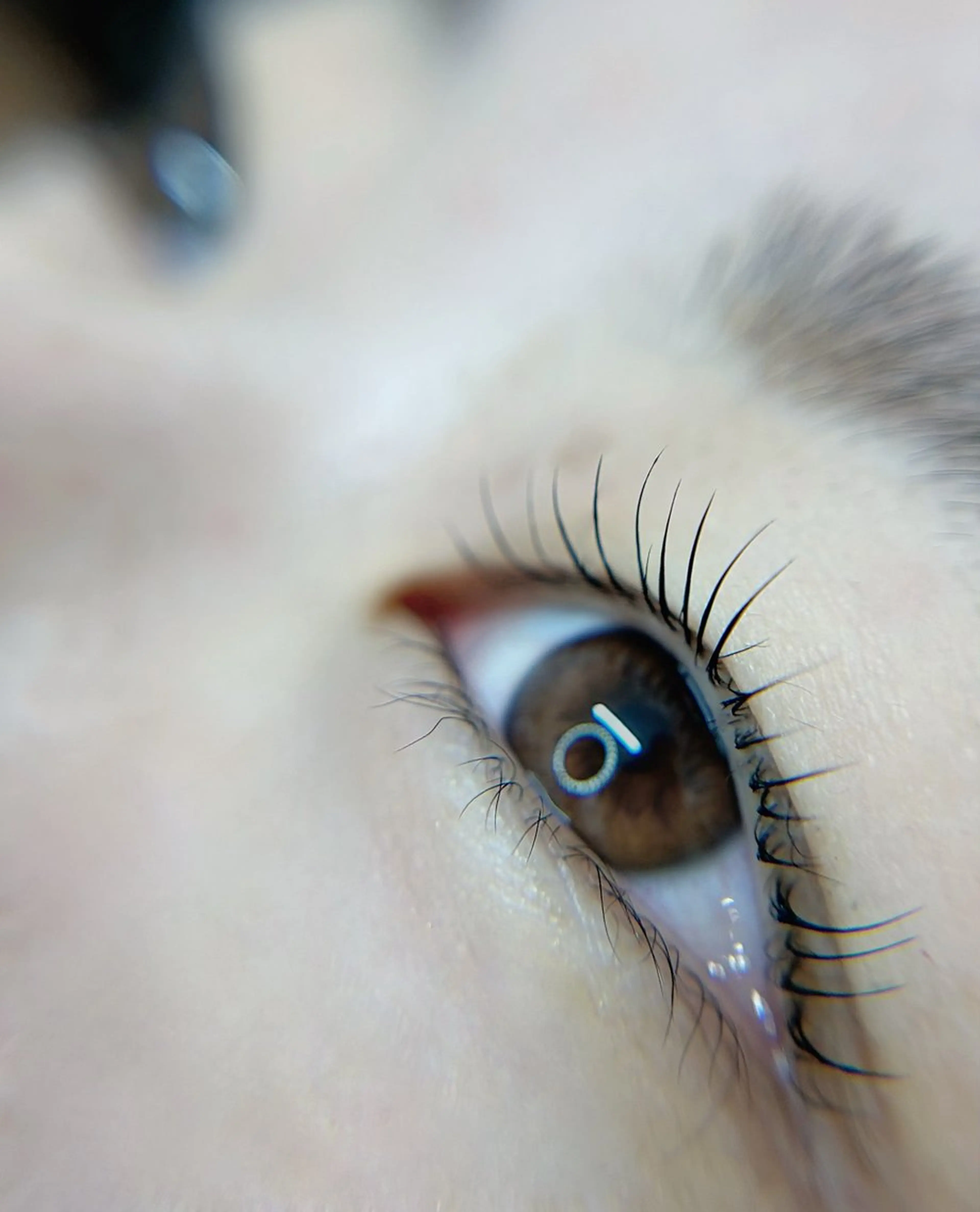 マツエク・マツパ マツパ eyelash salon neu"所属・neu'' /ノイ まつ毛　salonのマツエク・マツパデザイン