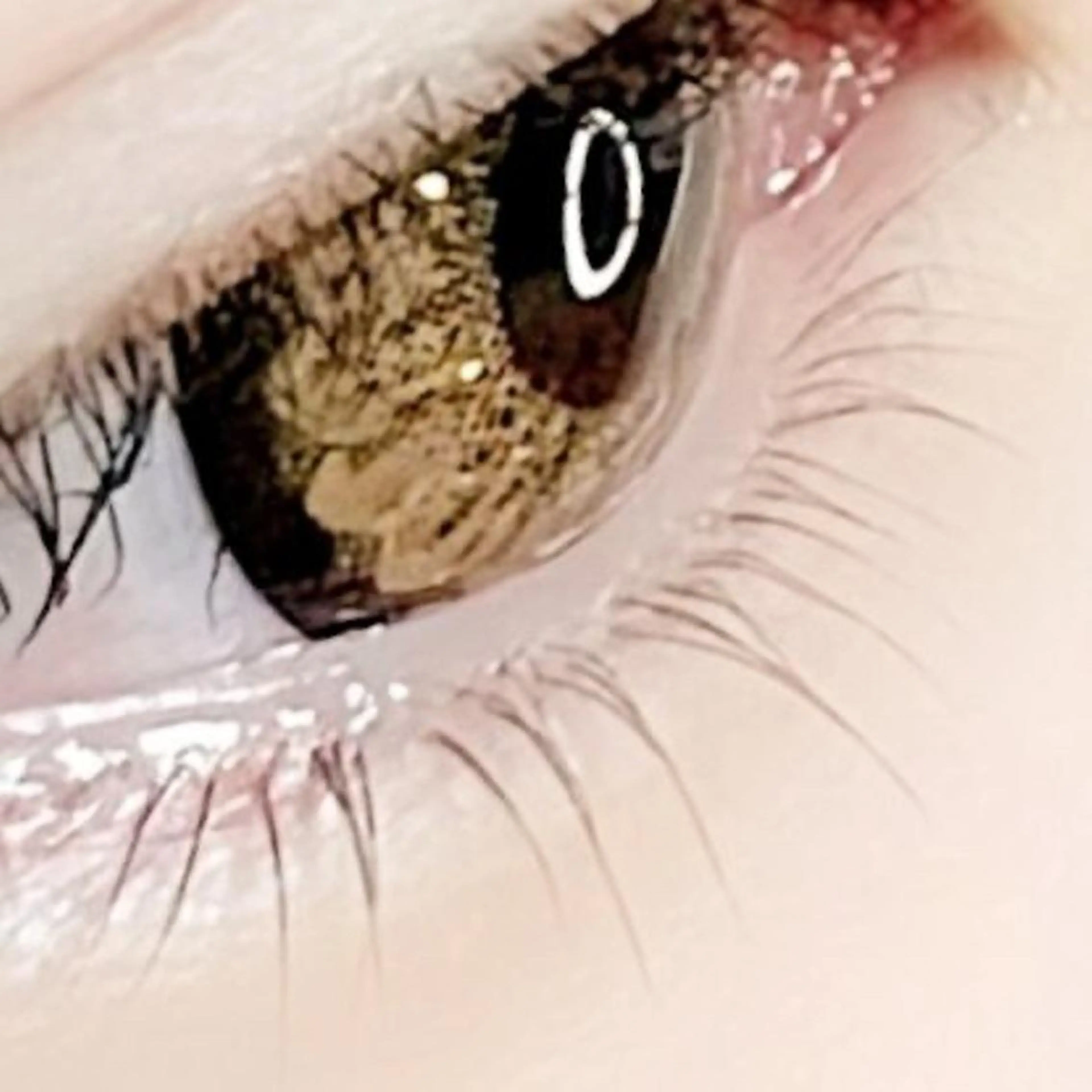 【新規/45日以内の再来店】下まつげパーマの写真