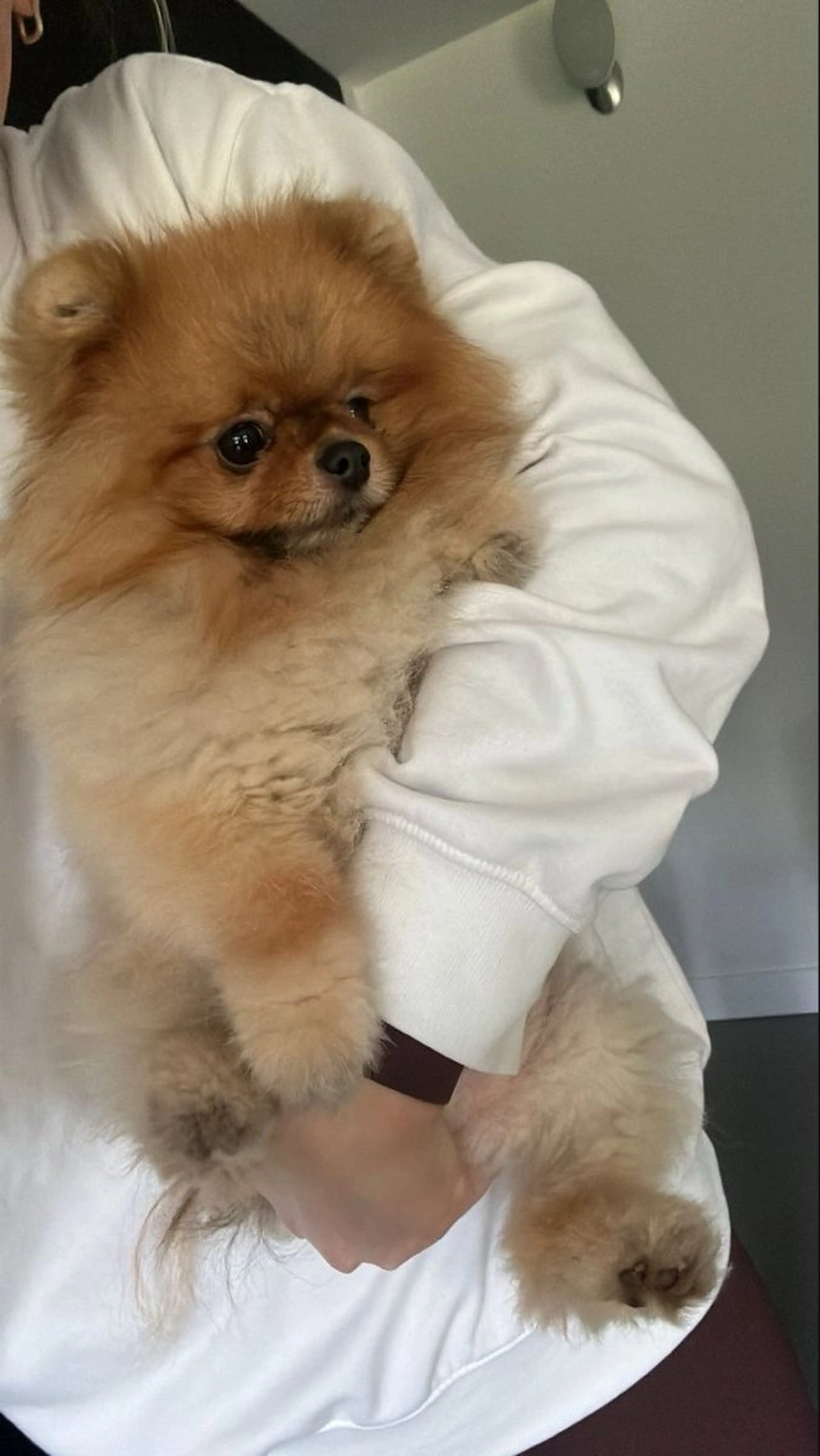 IwAsh  大和駅店所属・shiho .のヘアスタイル