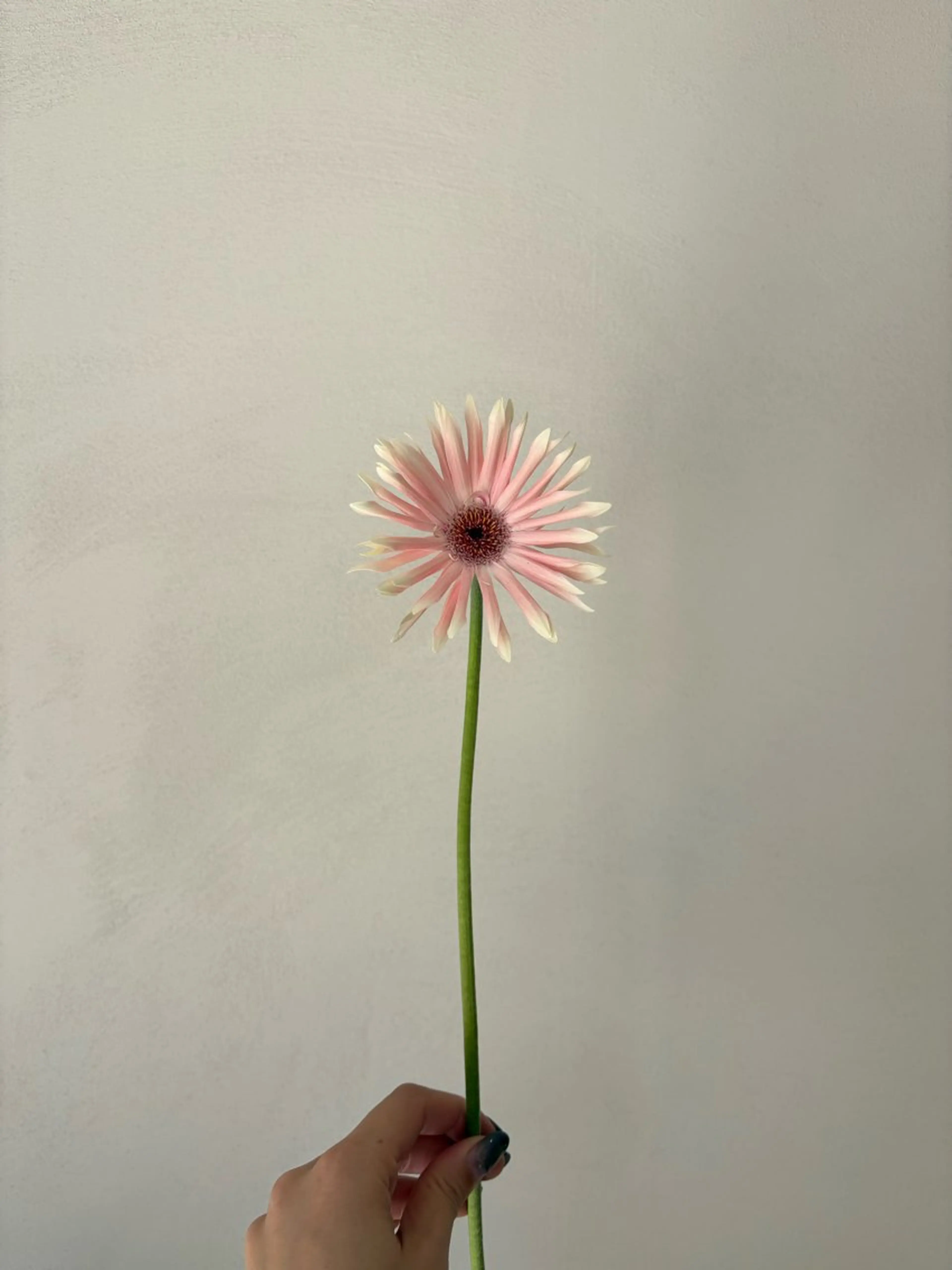 カット ヘアカラー トリートメント 🪻花屋併設🪻秀島 有紀のヘアスタイル