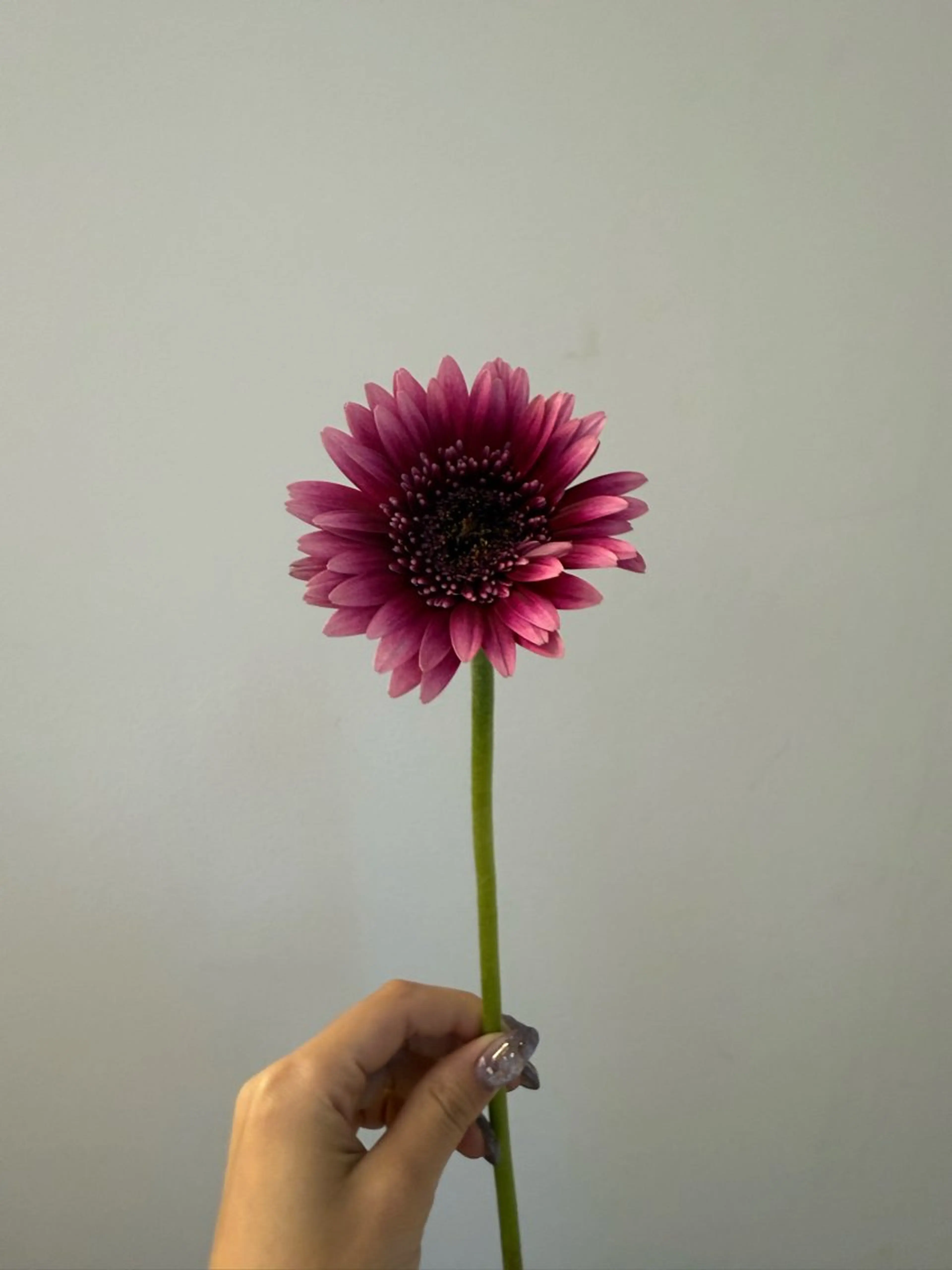 カット ヘアカラー トリートメント 🌻花屋併設🌻濱 幸帆のヘアスタイル