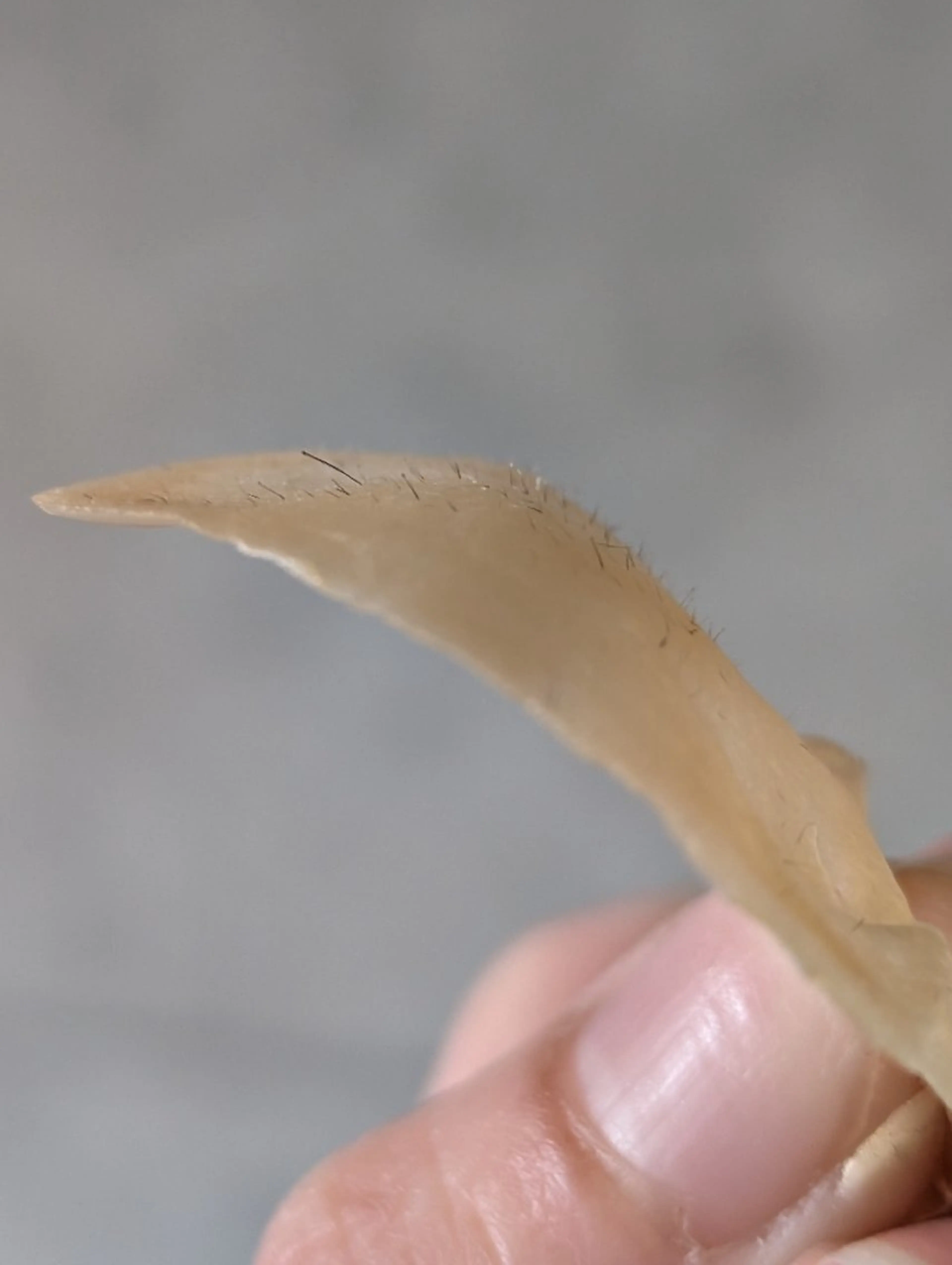 Morphome所属・【Morphome】 hinaのエステ・リラクイメージ