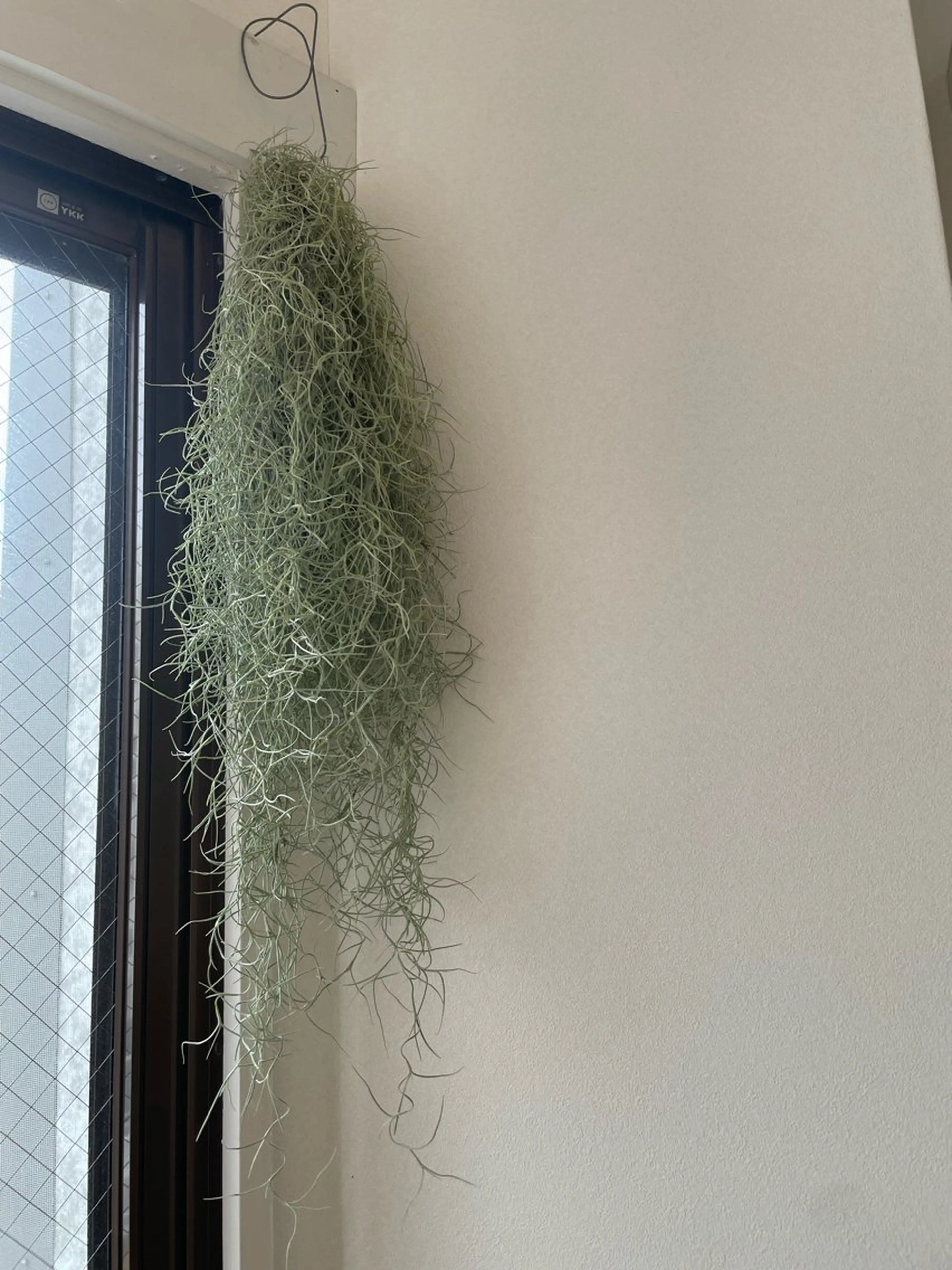 アイブロウ ワックス脱毛 その他(アイブロウ) eyan _kco 西宮/甲子園口のマツエク・マツパデザイン