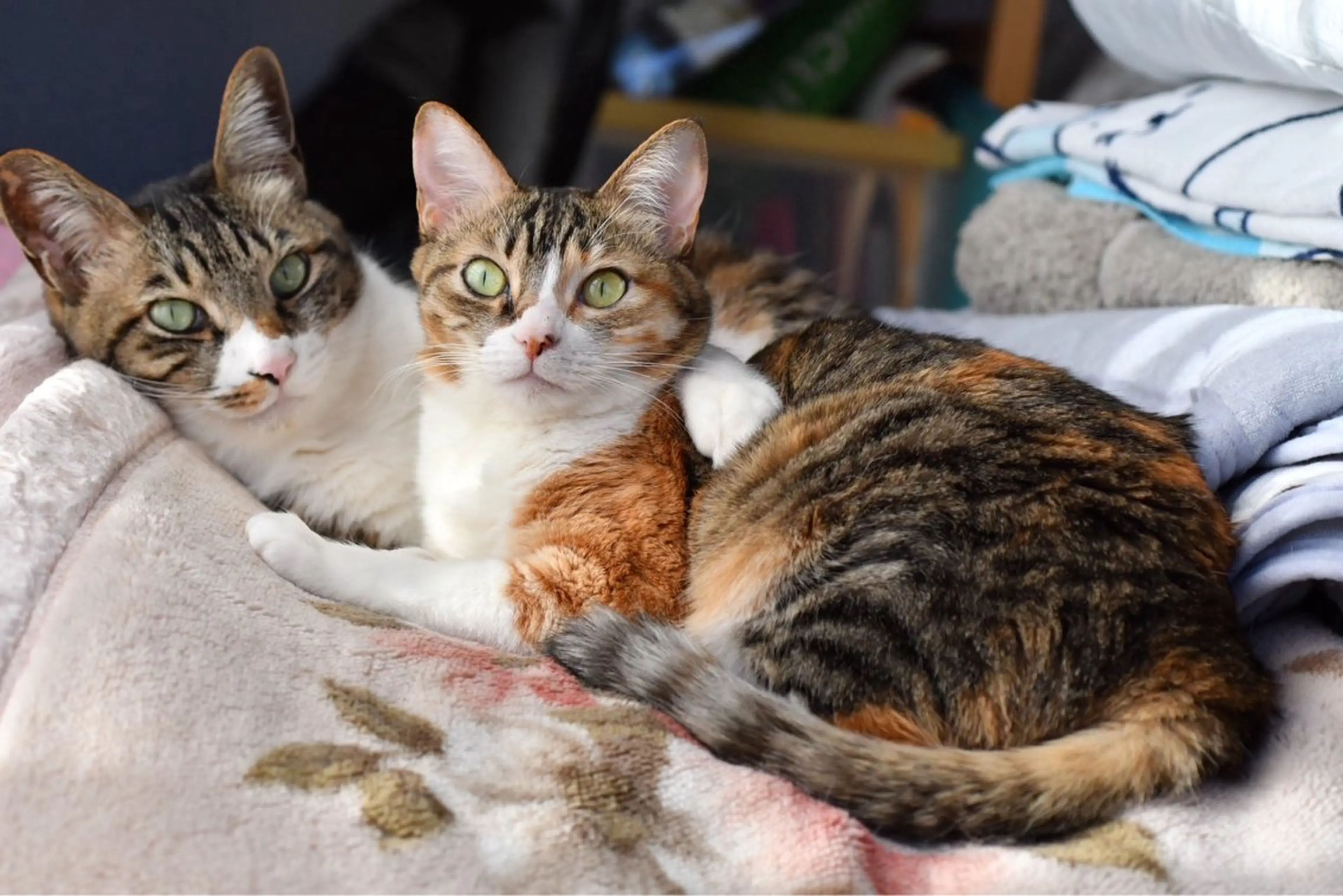 Spiky とうげ ふうかのネイルデザイン