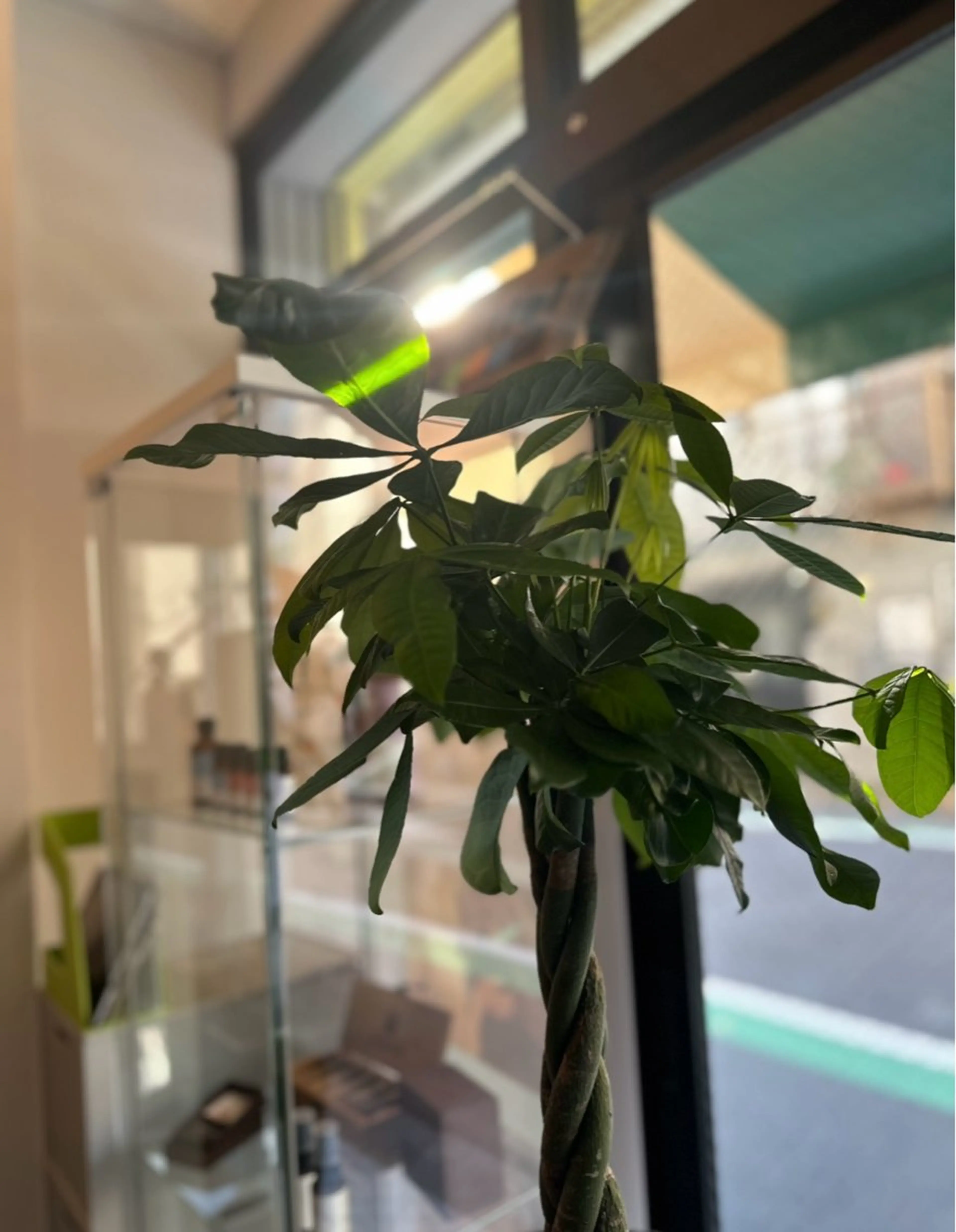 Bellferna所属・セラピスト杉山🌿 日暮里店のエステ・リラクイメージ