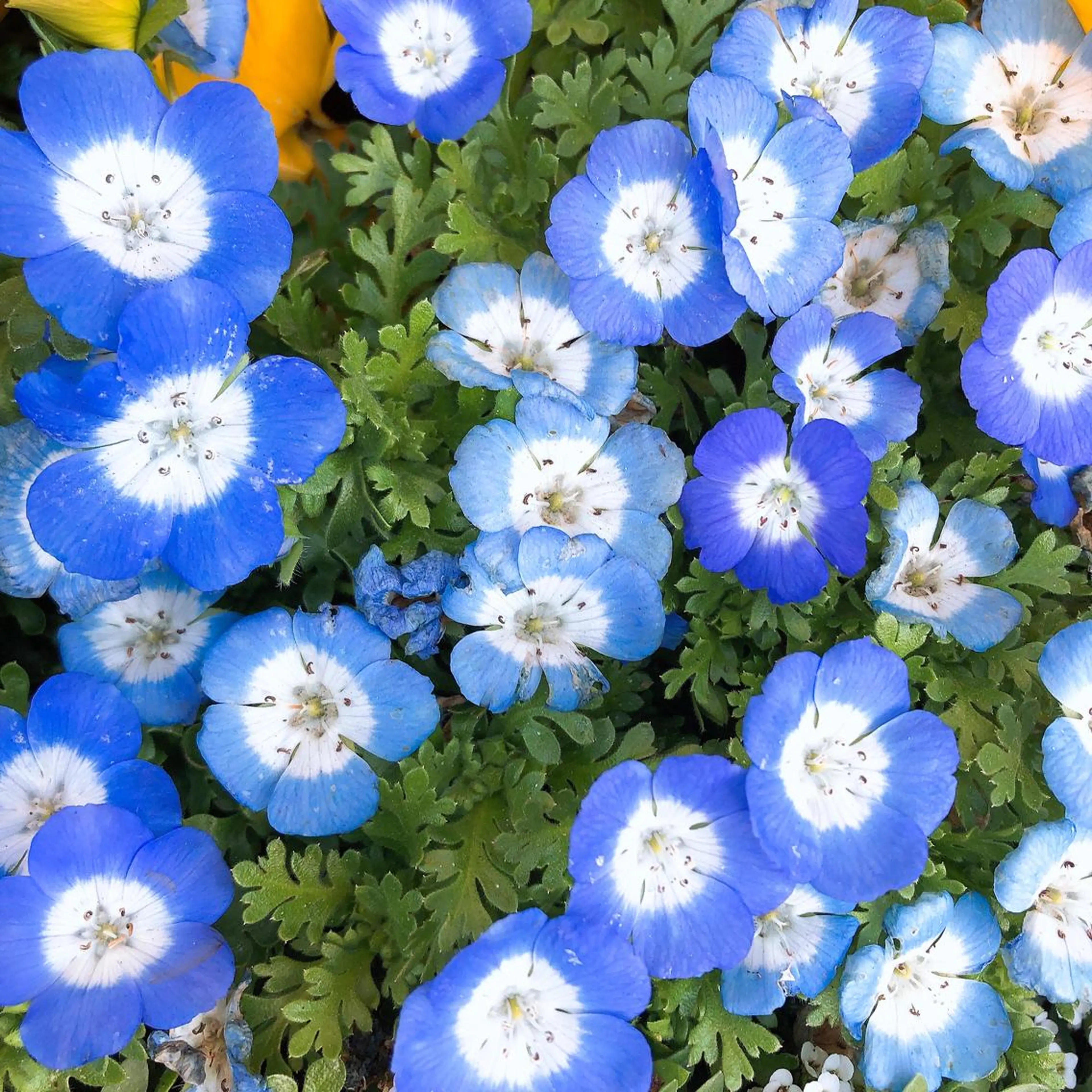 マツエク・マツパ なかむら 🪡のマツエク・マツパデザイン