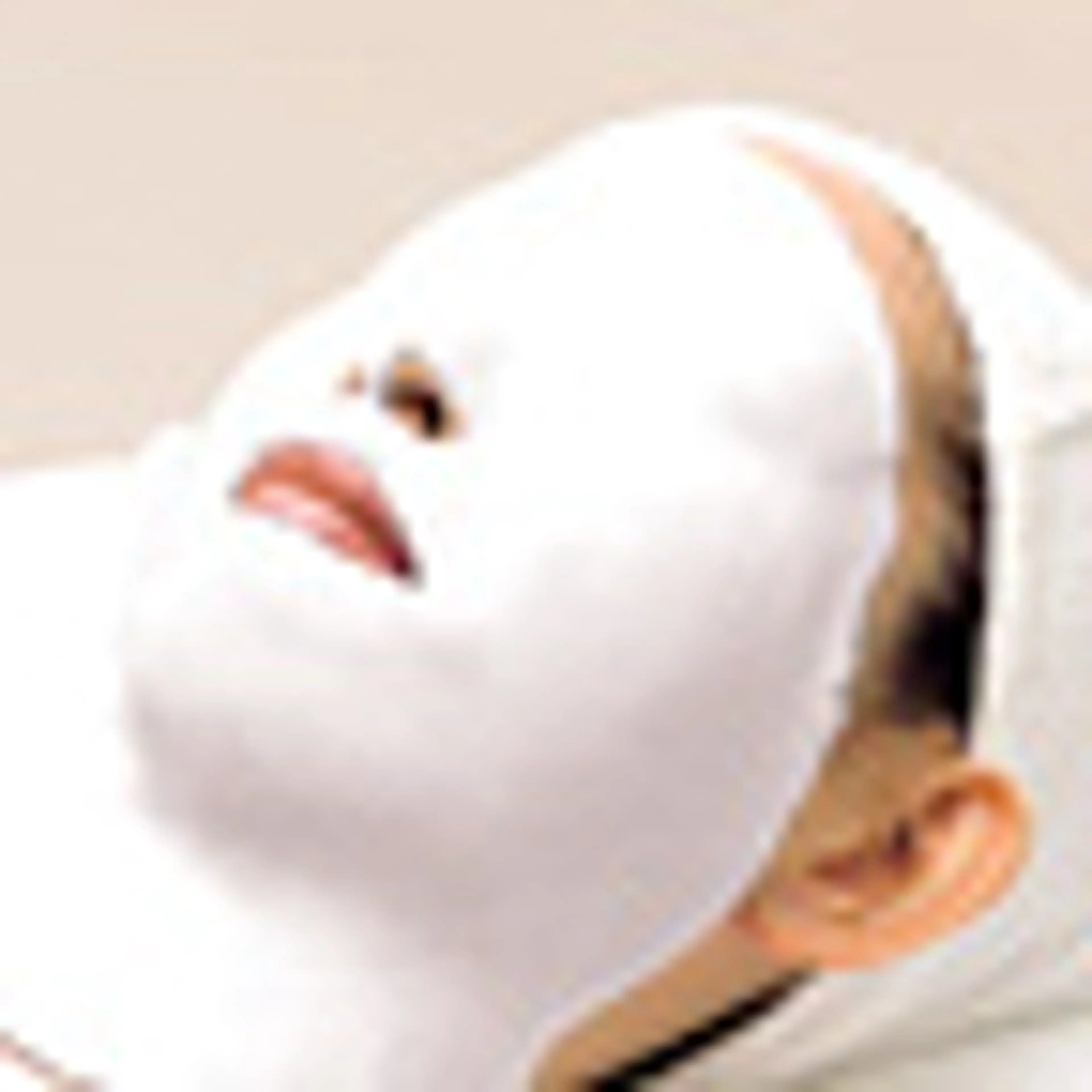 透明感up シミケア対策の写真